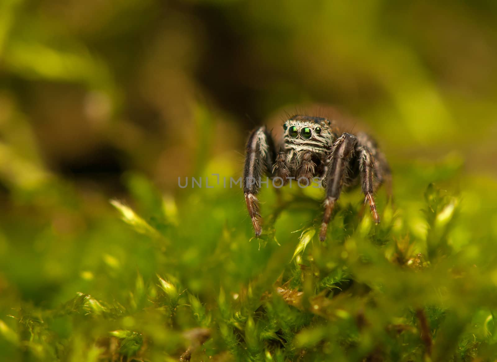 Evarcha - Jumping spider by Gucio_55