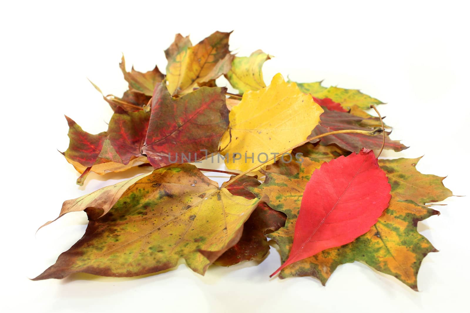 different colorful autumn leaves against white background