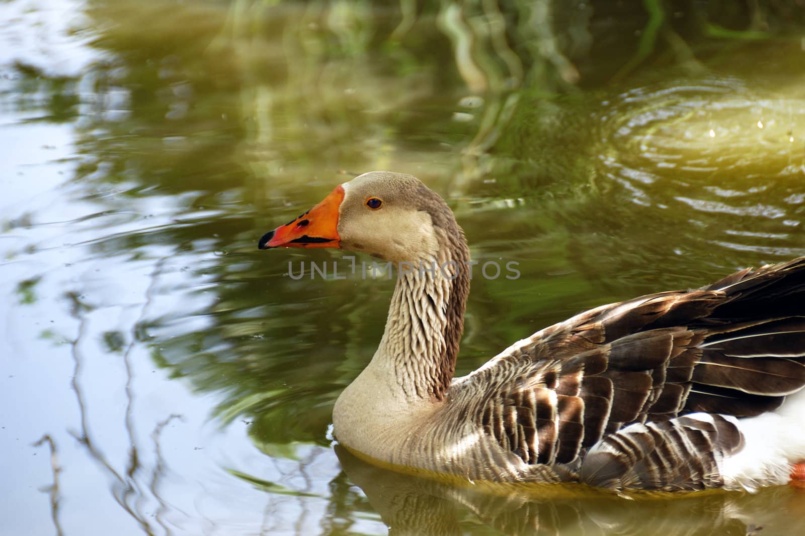 Portrait of a goose floating on a pond