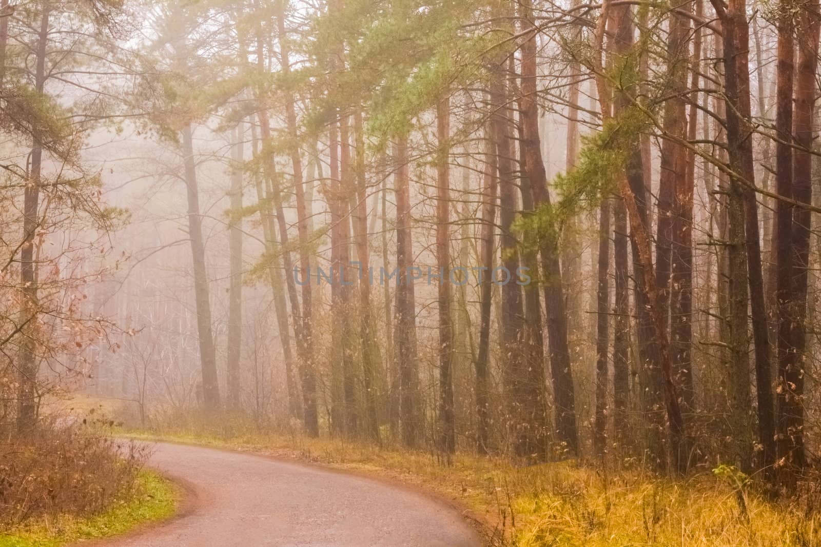 Road Fog In Forest by ryhor
