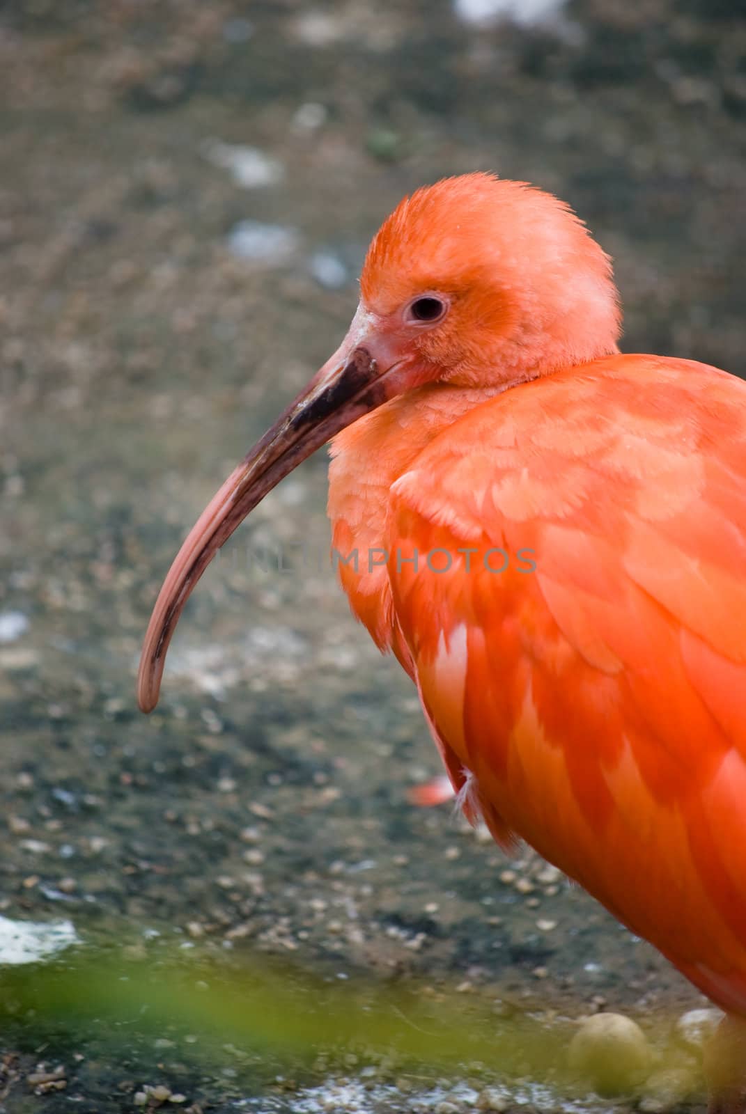 pink ibis by sarkao