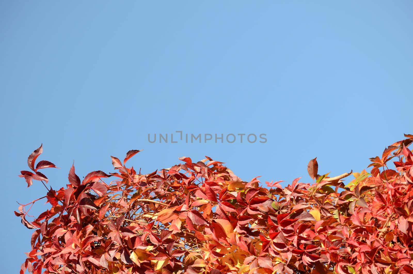 colorful autumn leaves with space for your text by sarkao