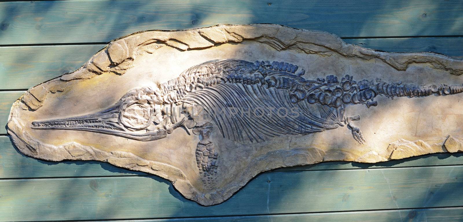 ichtyosaurus fossil by sarkao