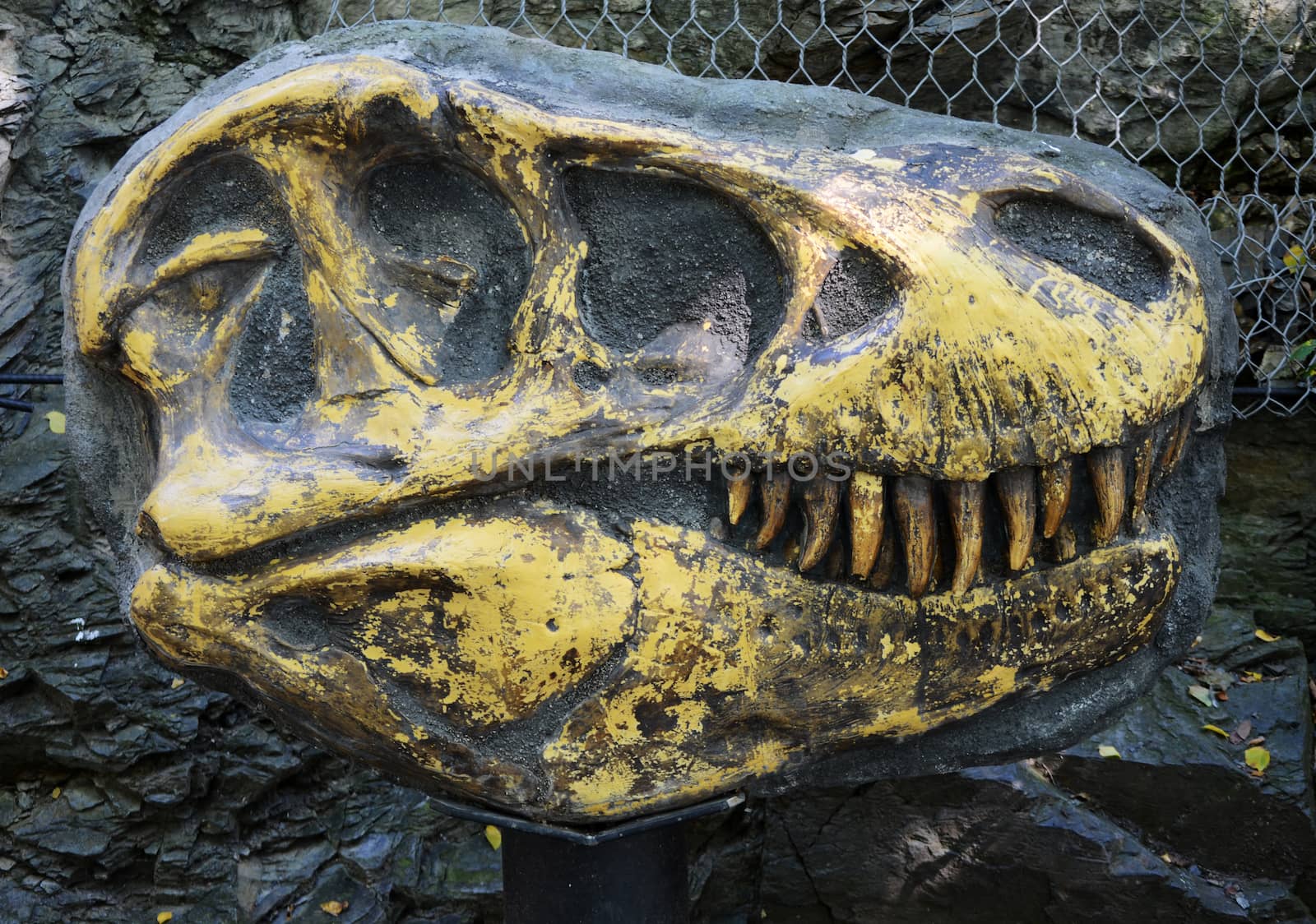 tyrannosaurus rex fossil by sarkao