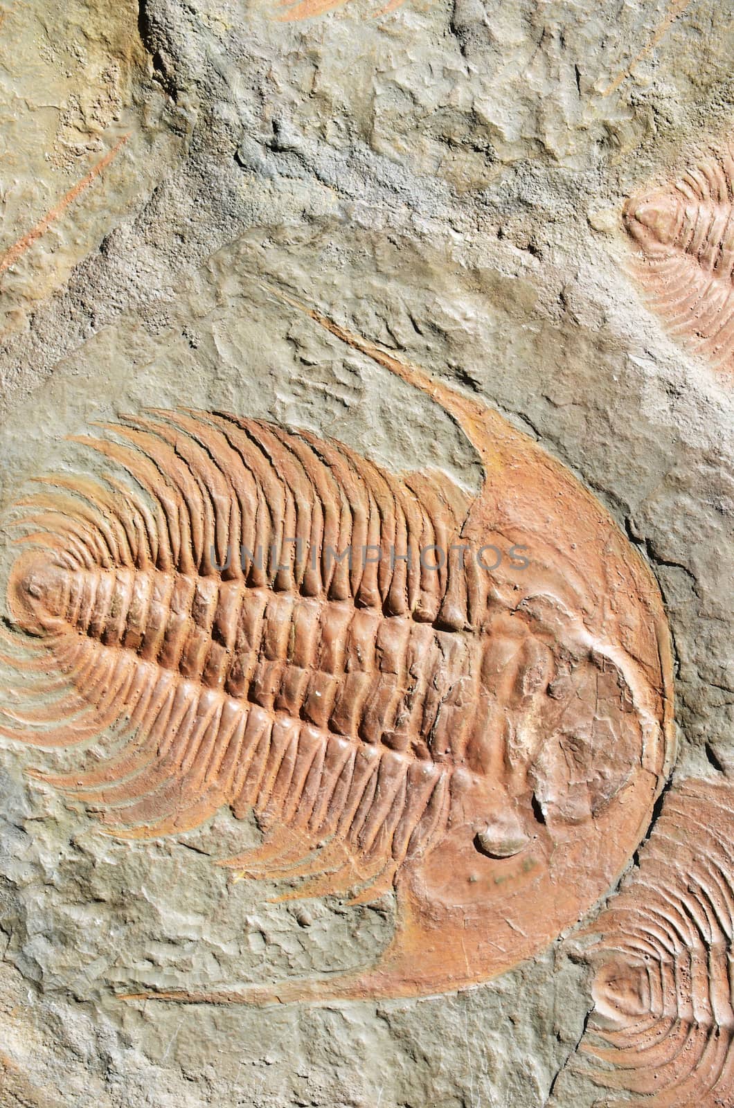 fossil trilobites