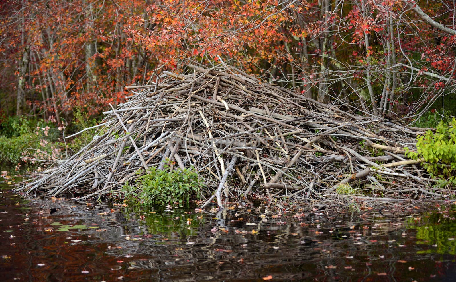 beaver dam in nature in an autumn forest 