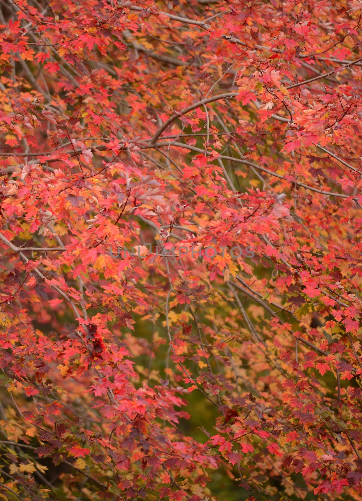 maple leaves in the fall by ftlaudgirl