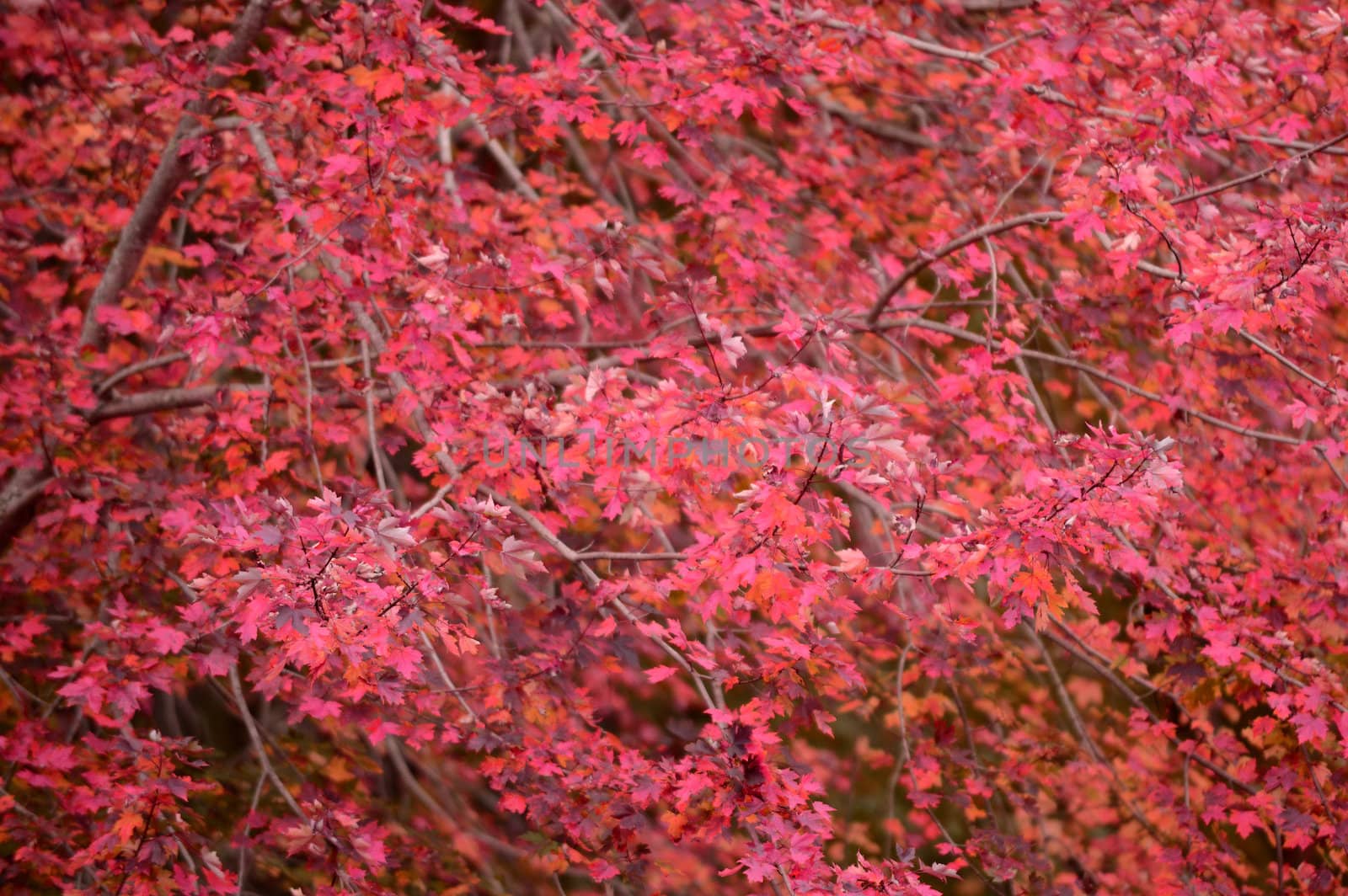 seasonal red maple leaves background in the autumn