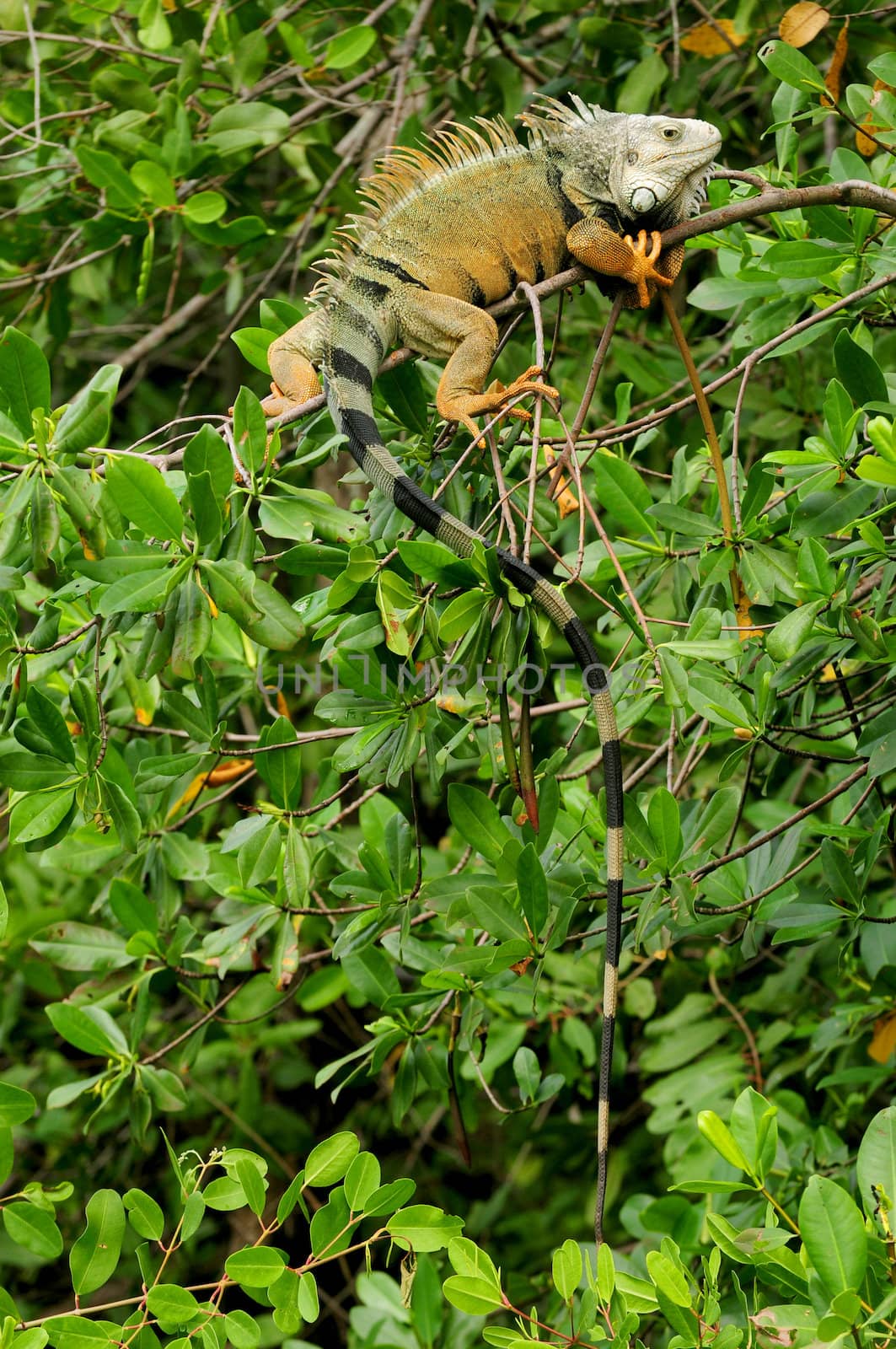 green iguana in nature in costa rica