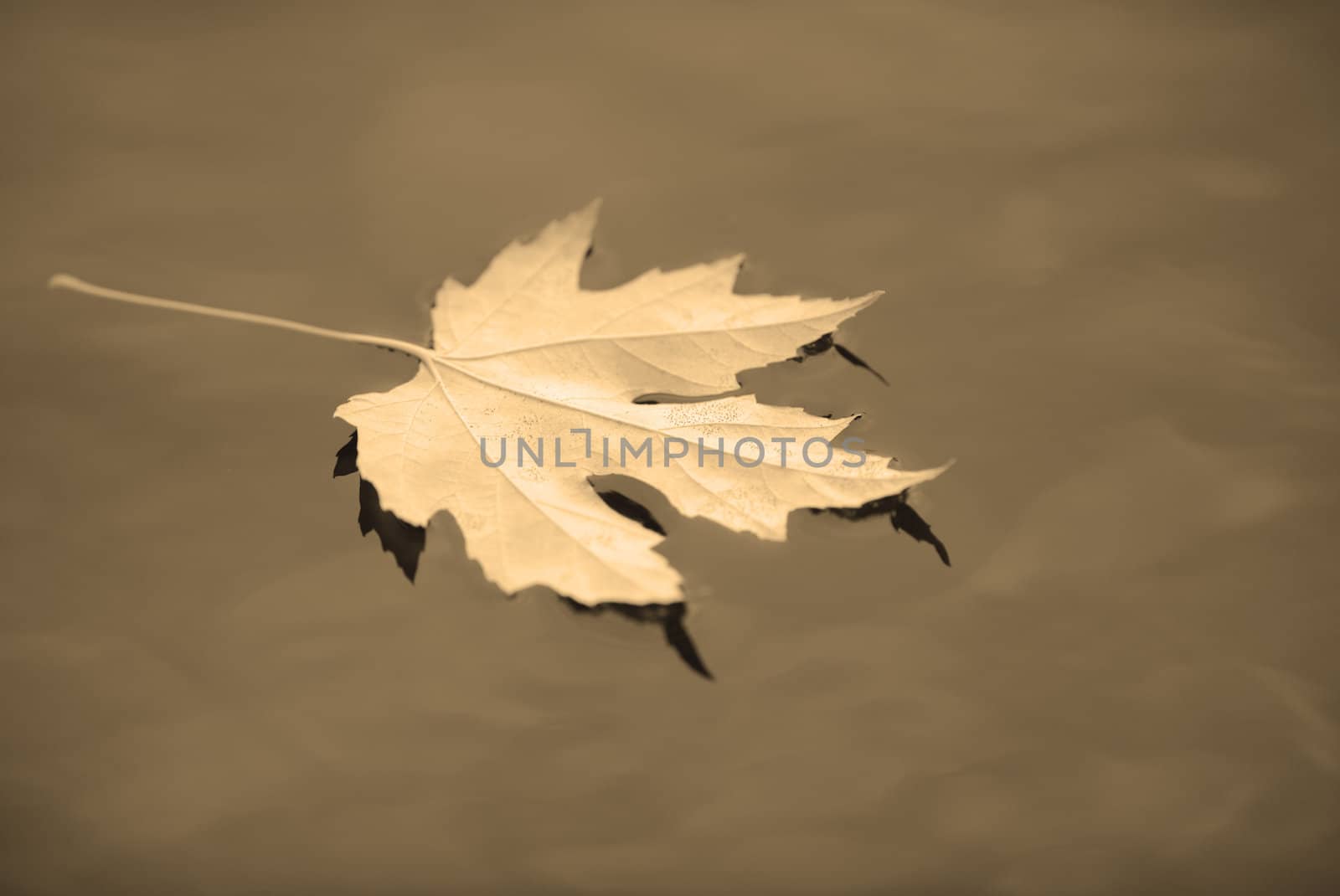 autumn leaf reflection by ftlaudgirl