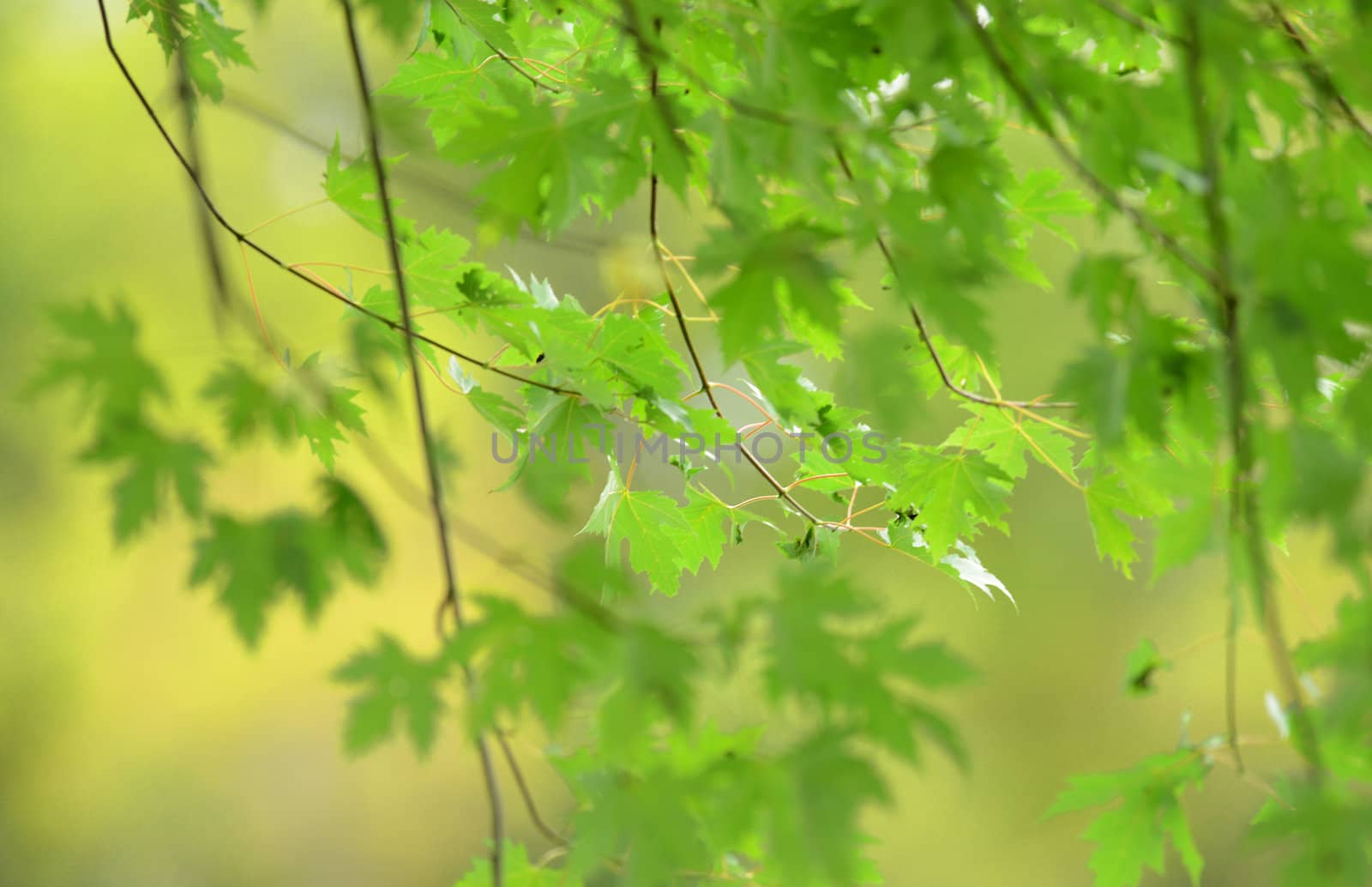 maple tree leaves in the springtime