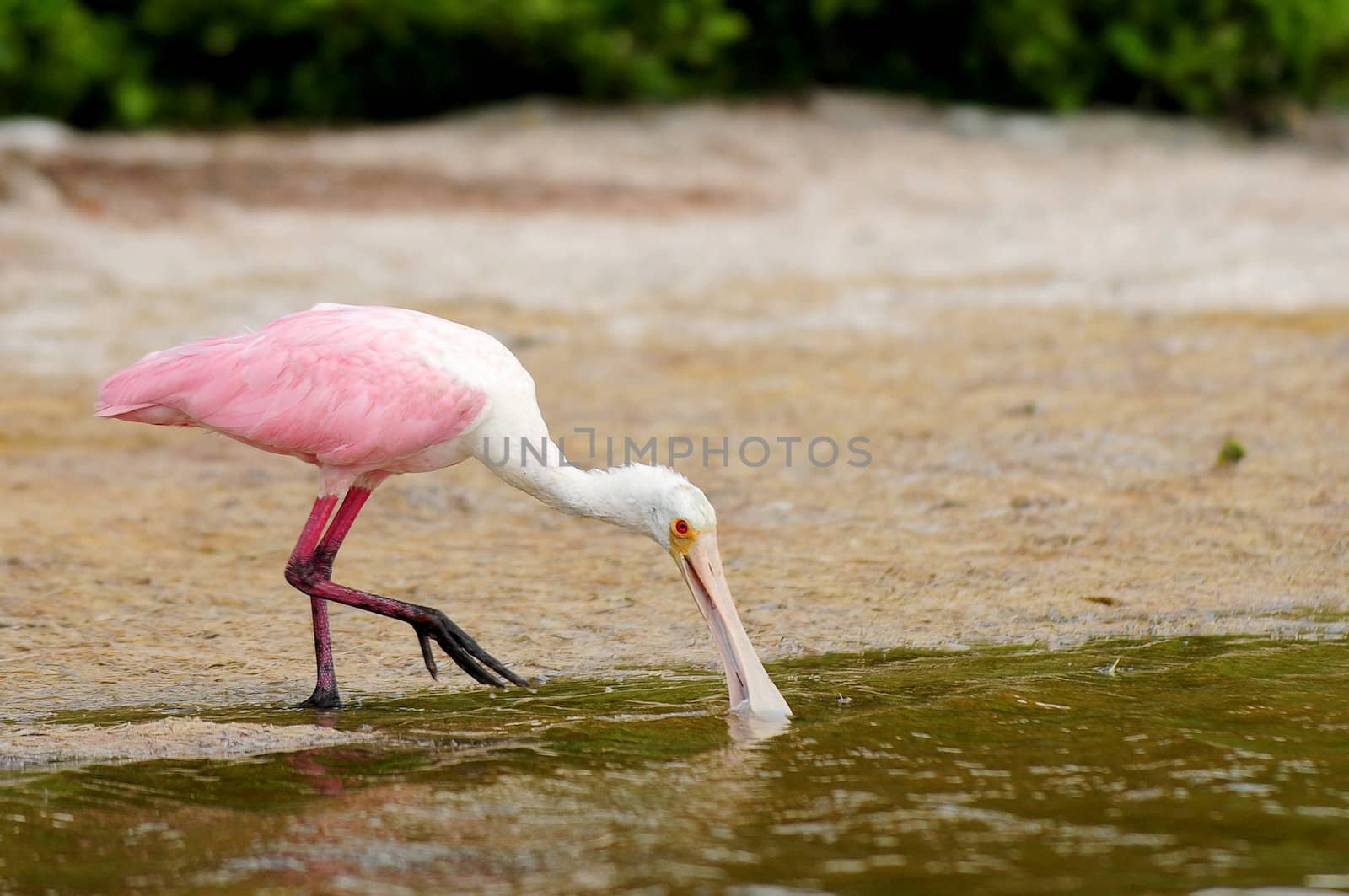 roseate spoonbill drinking water in its natural habitat