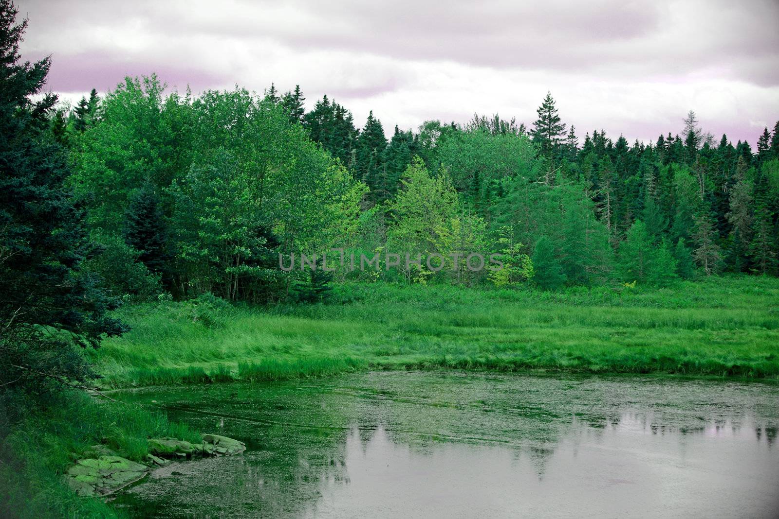 season trees in maine in Acadia National Park