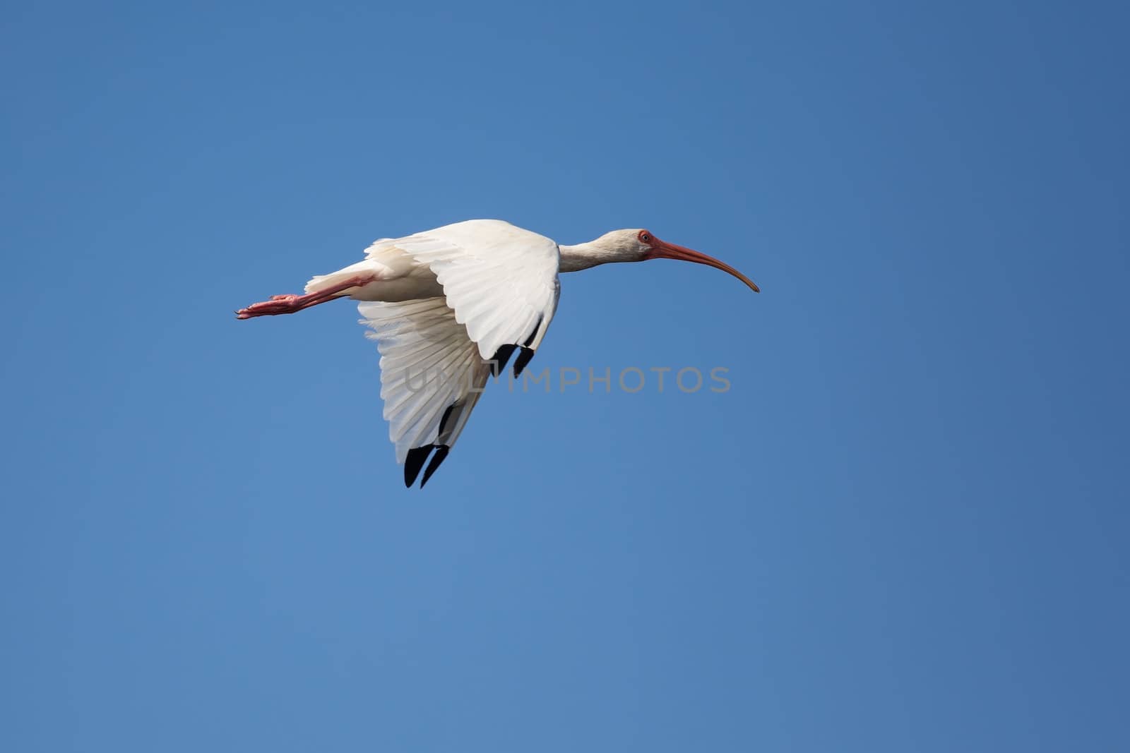 Soaring White Ibis by picturyay