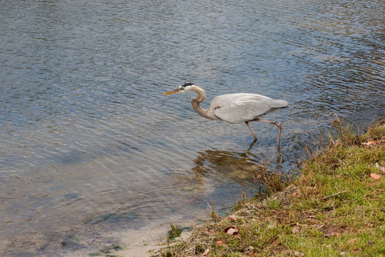 Heron on the Hunt by picturyay