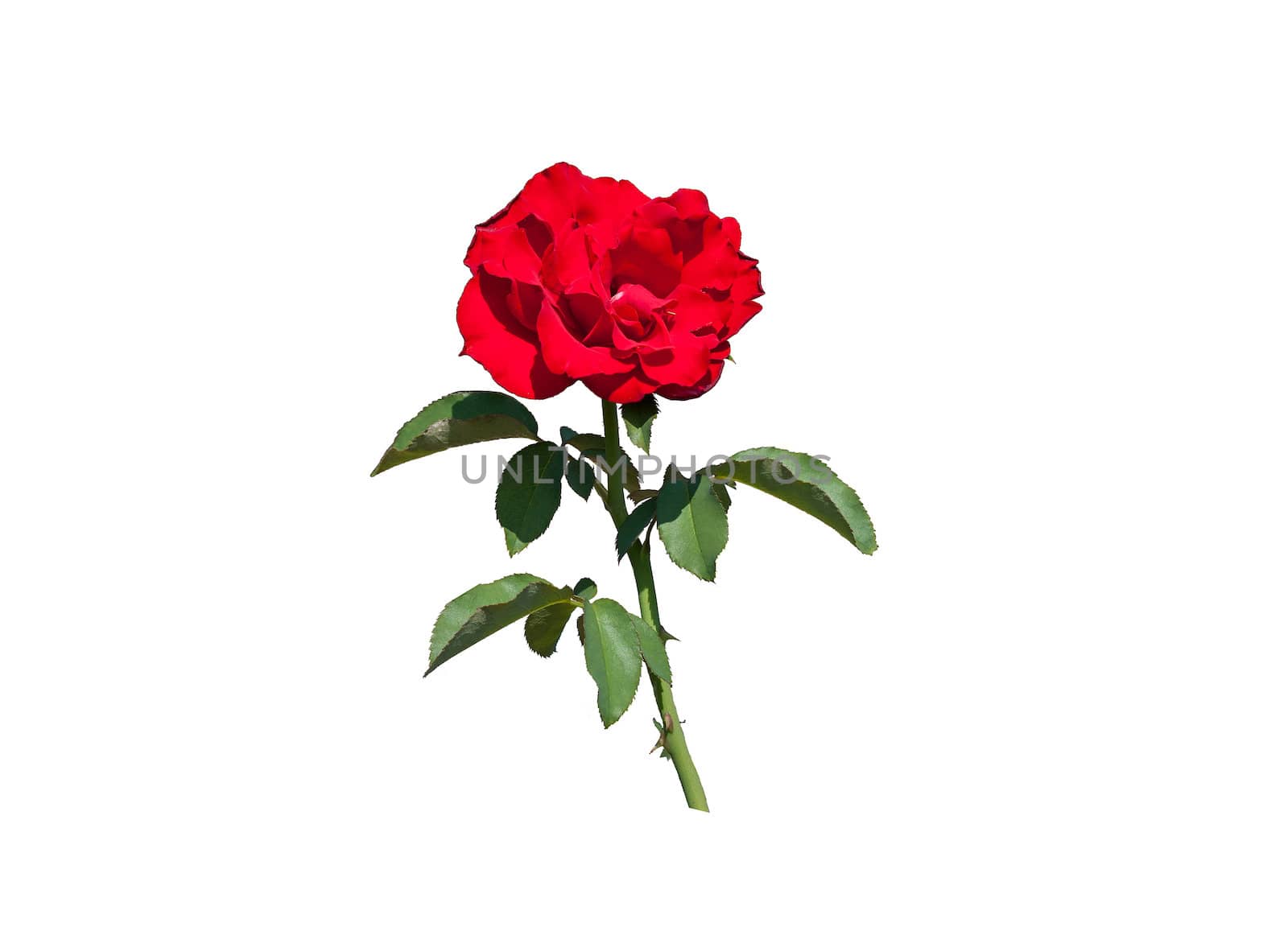 A solitary red rose is isolated on white background.