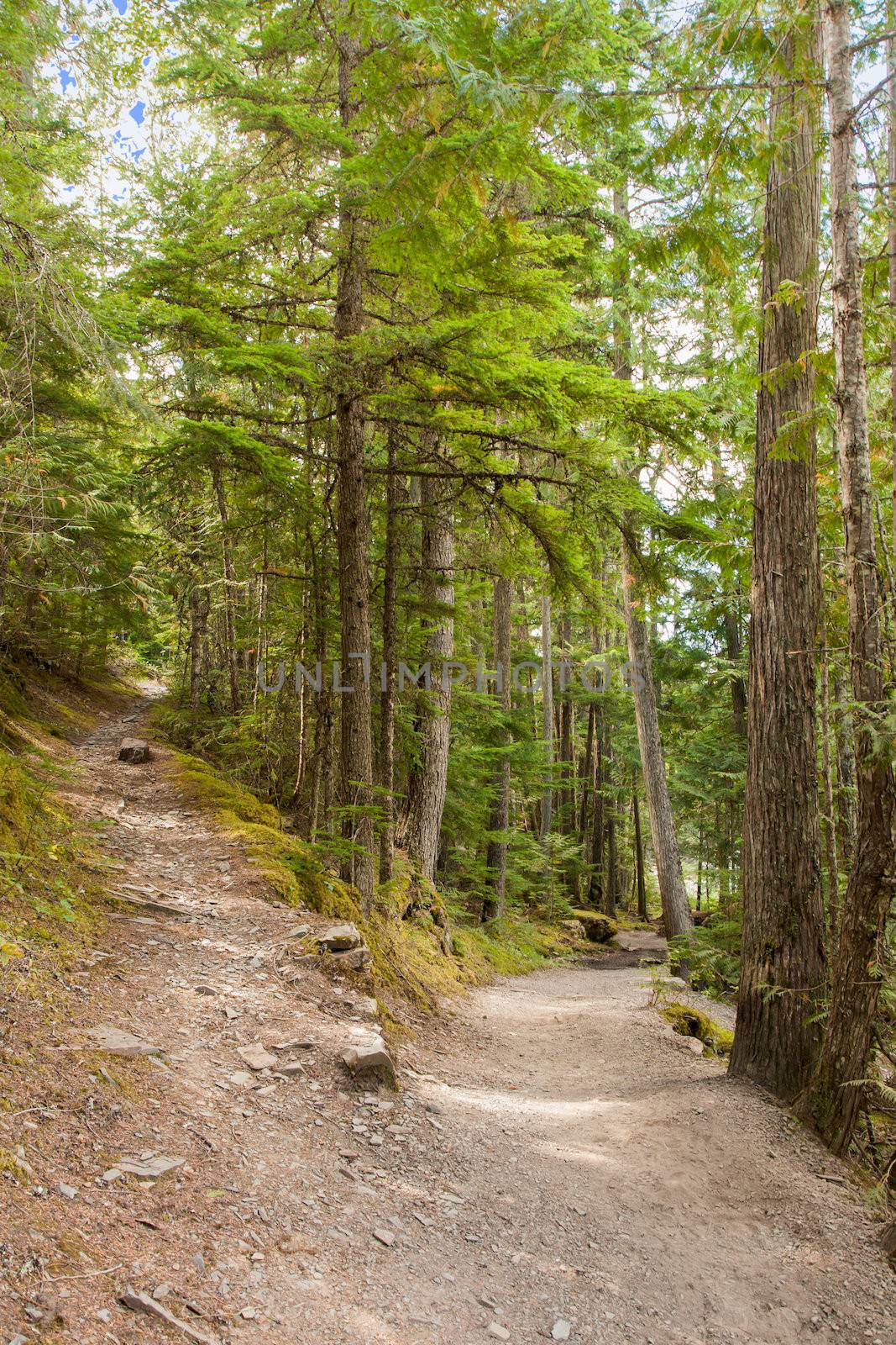 Here is the quintessential quandary...the fork in the road. Fortunately either path is beautiful at Glacier National Park.