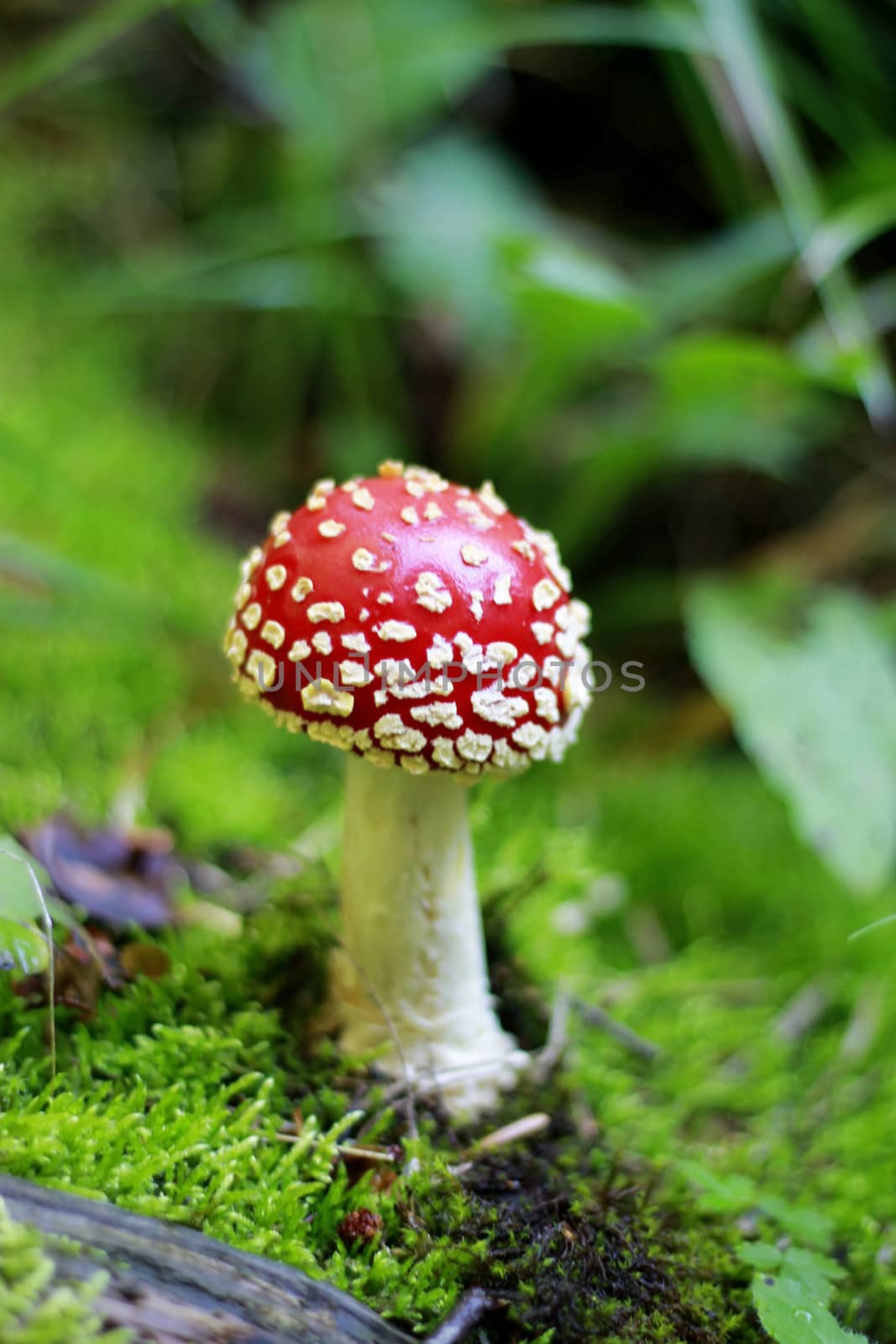 Red Poisoned Mushroom Growing In The Summer Forest
