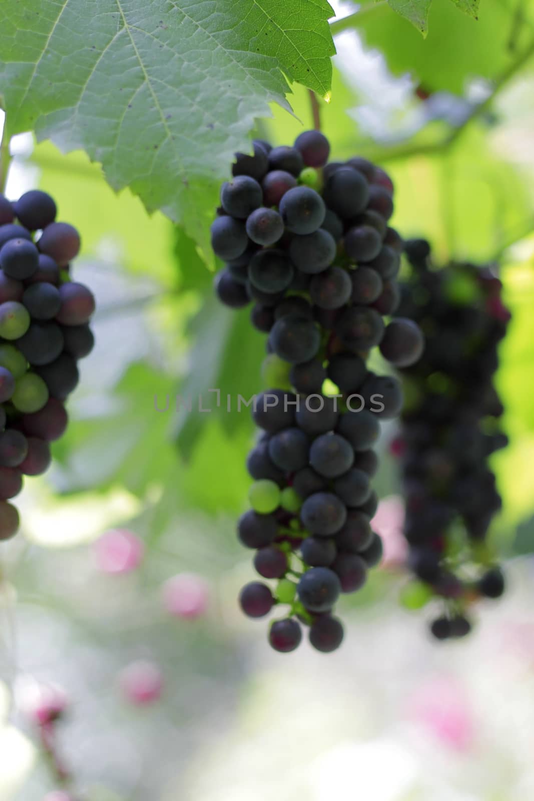A Black Grape Bunch ready for harvest