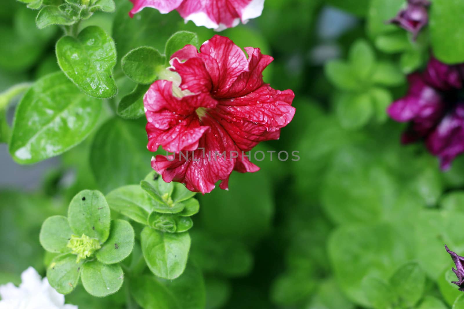 Red petunia blooming under drops and green leaves