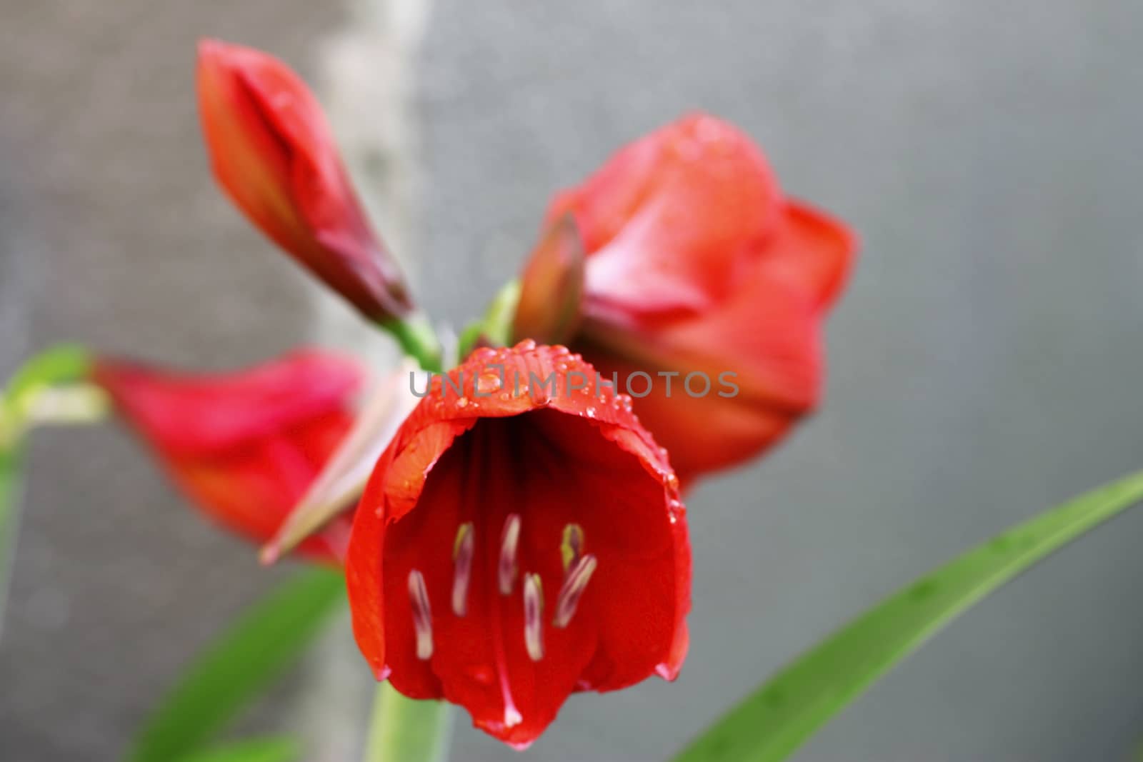 Blooming red amarilis and water drops after rain