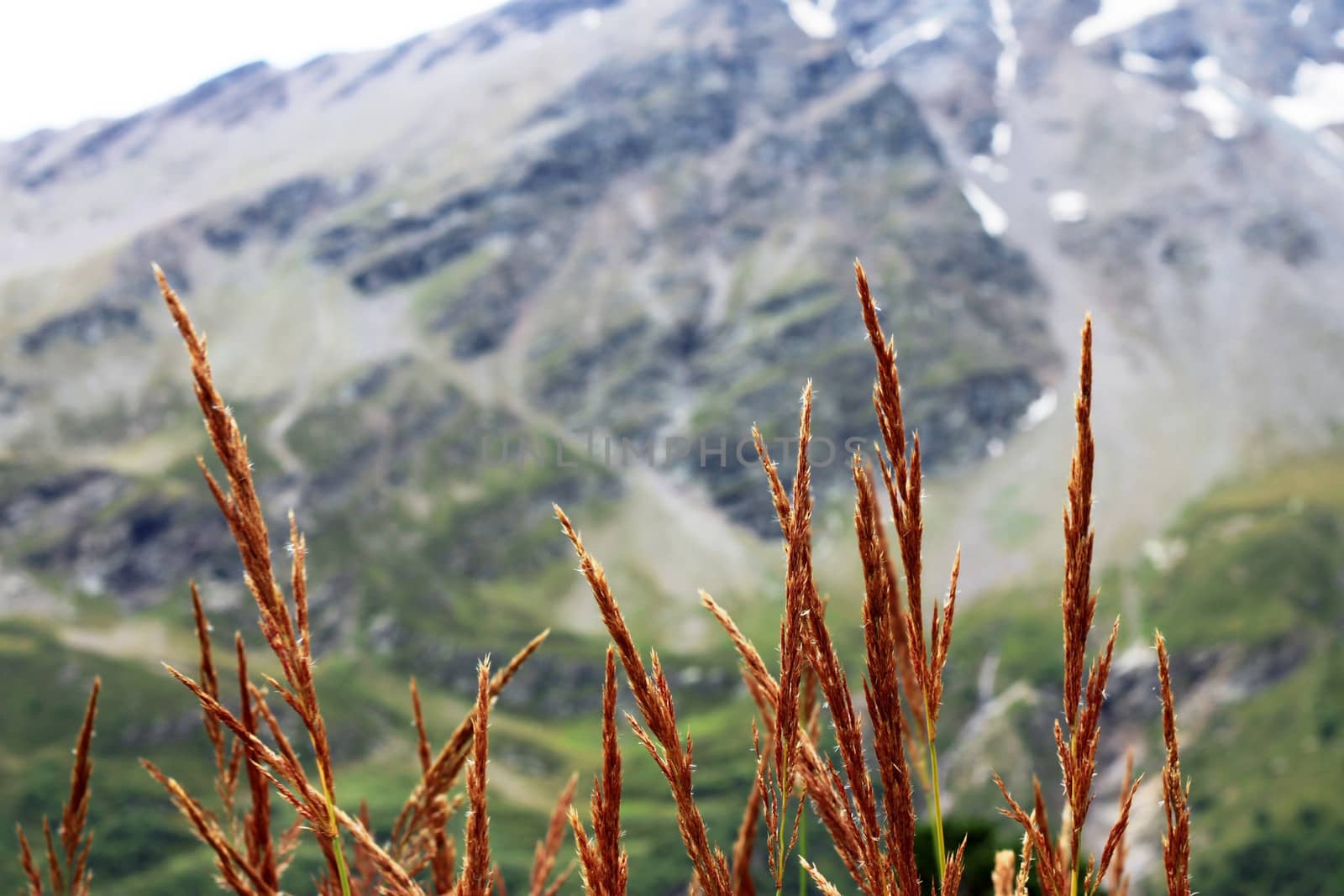 Ears of yellow grass growing on the meadow
