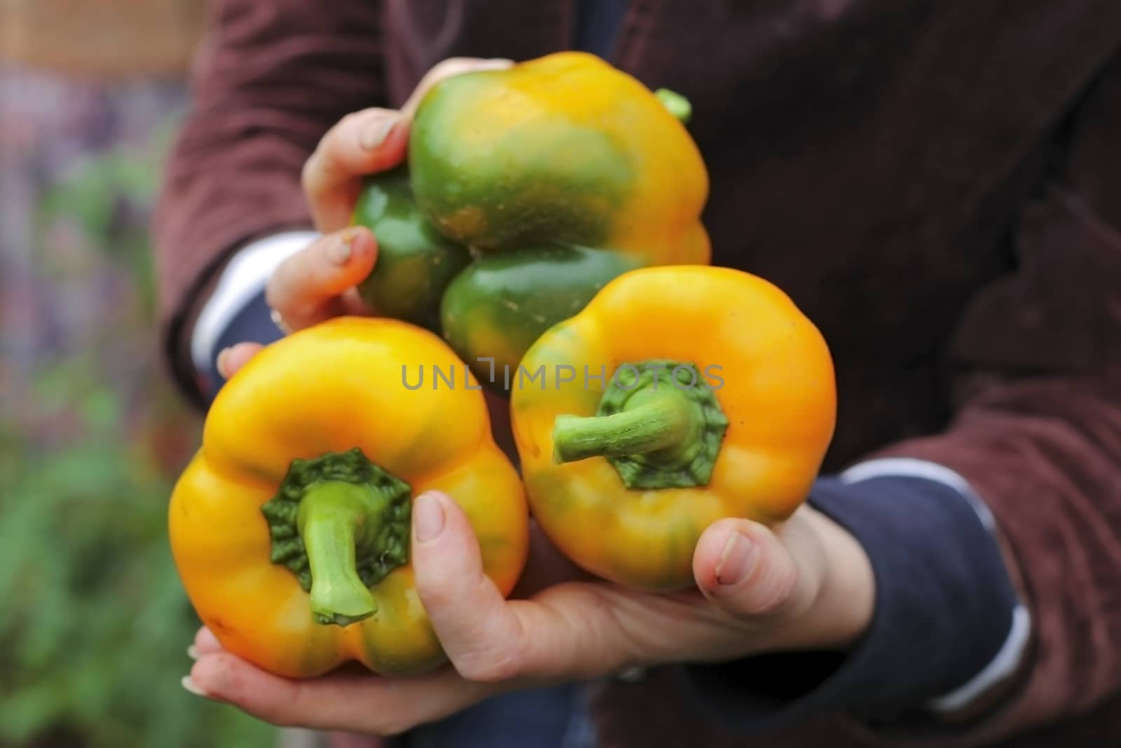 Yellow sweet pepper laying on woman heads