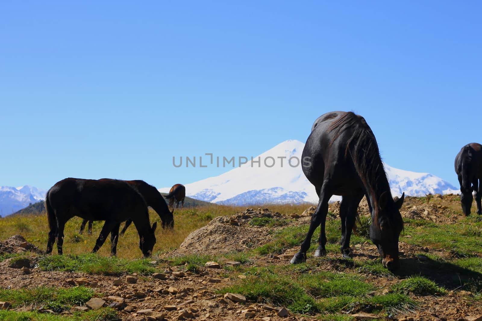 Horses on the summer autumn caucasus meadow