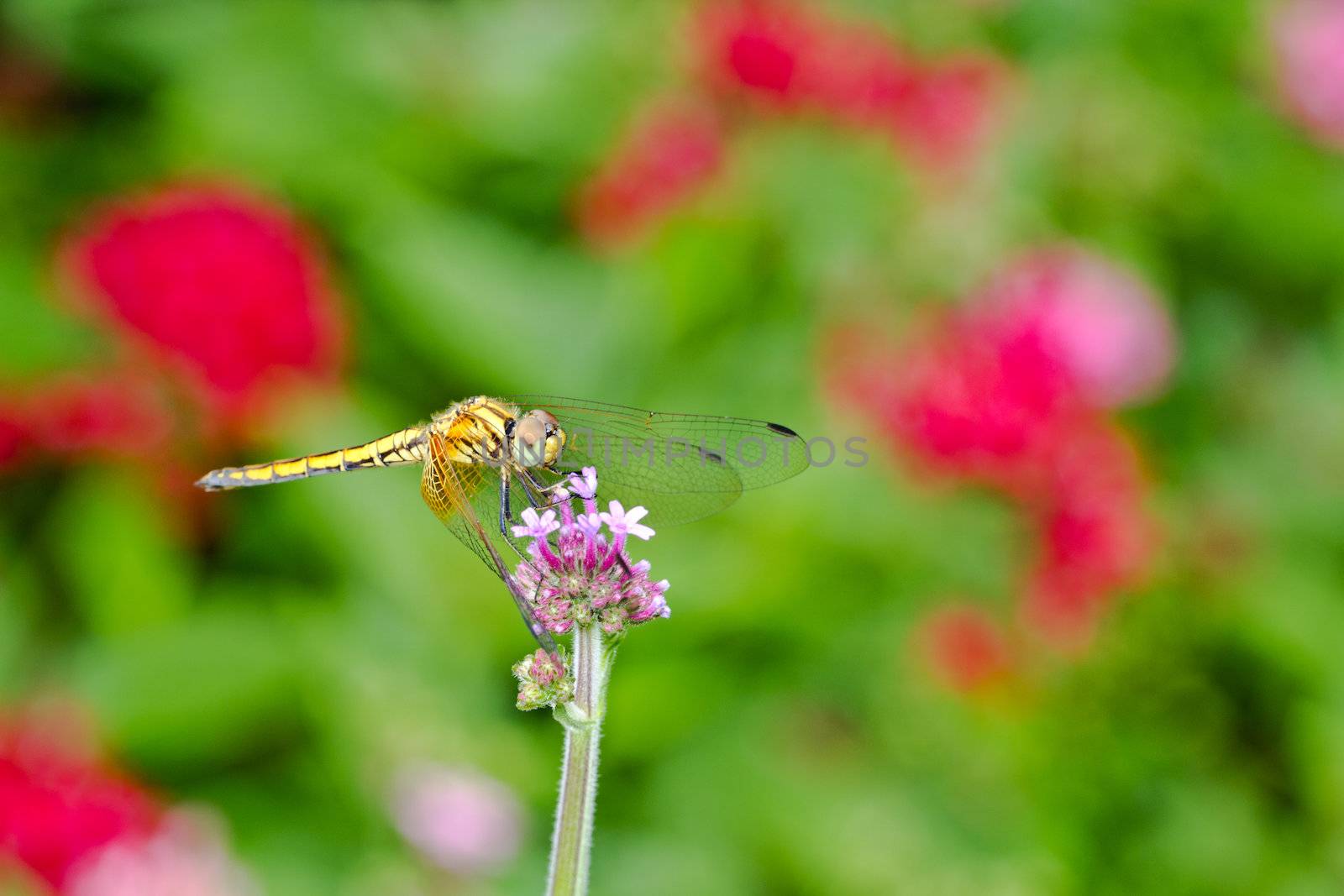 Dragonfly on a panicle with colorful flower background