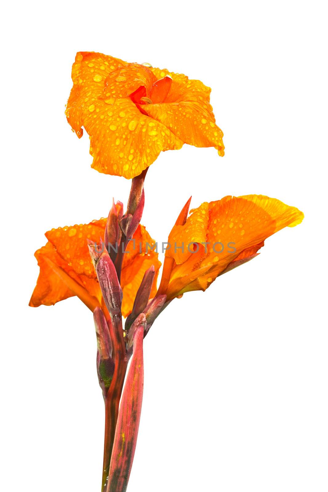 Orange flower isolated on the white background