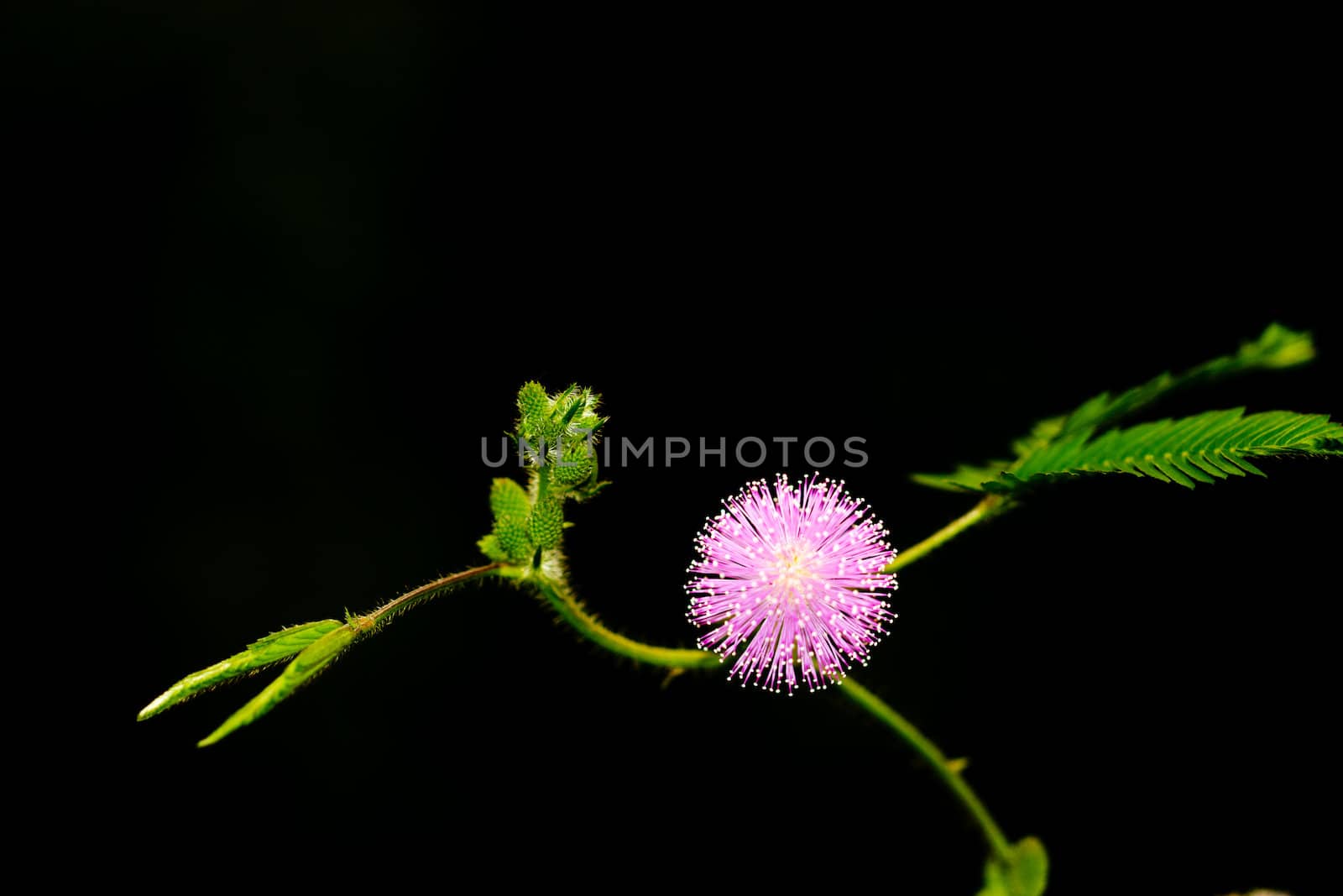 Mimosa pudica Linn, The ground cover plant is sensitive to touch and vibration.