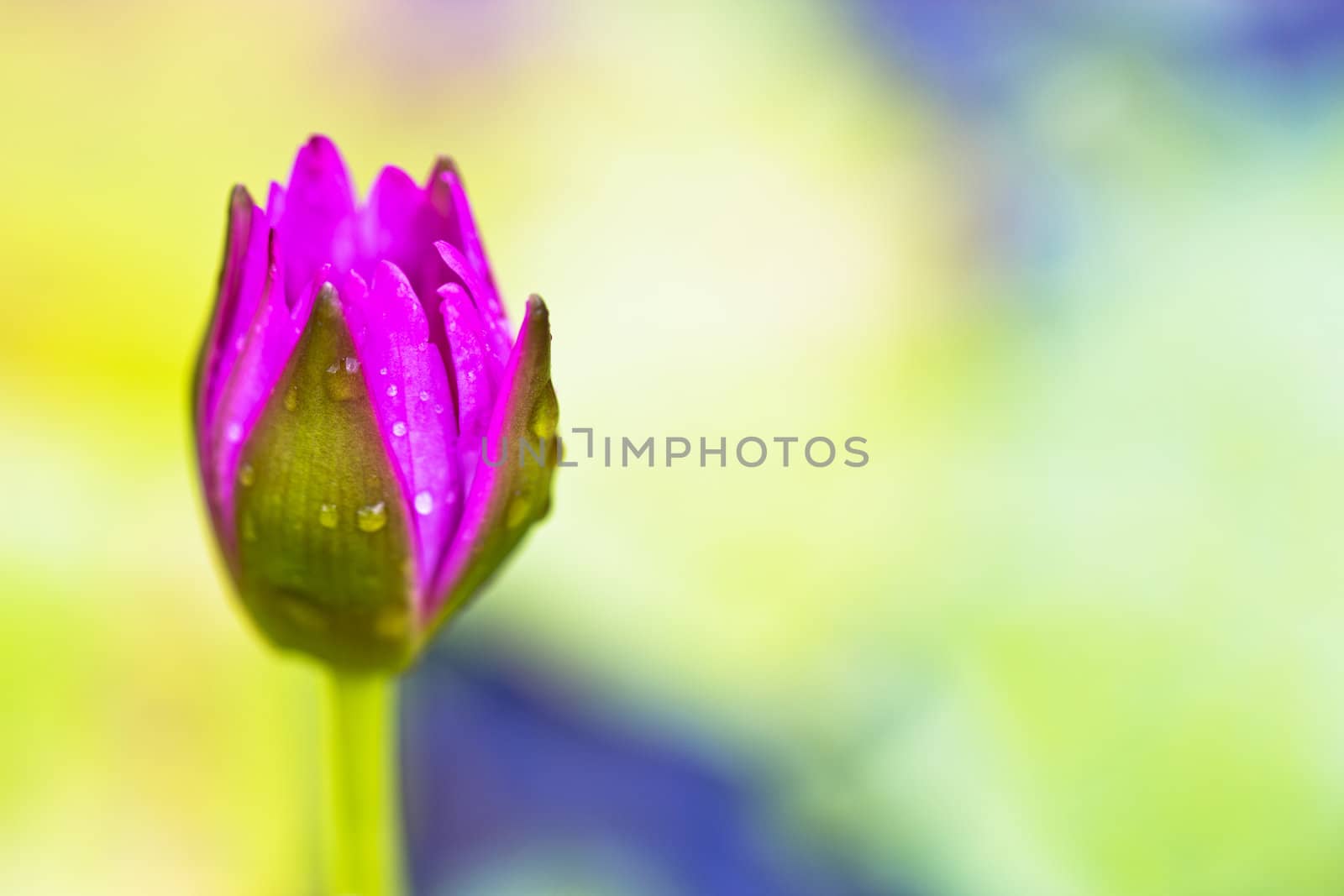 Lotus-buds going to booming soon in a basin