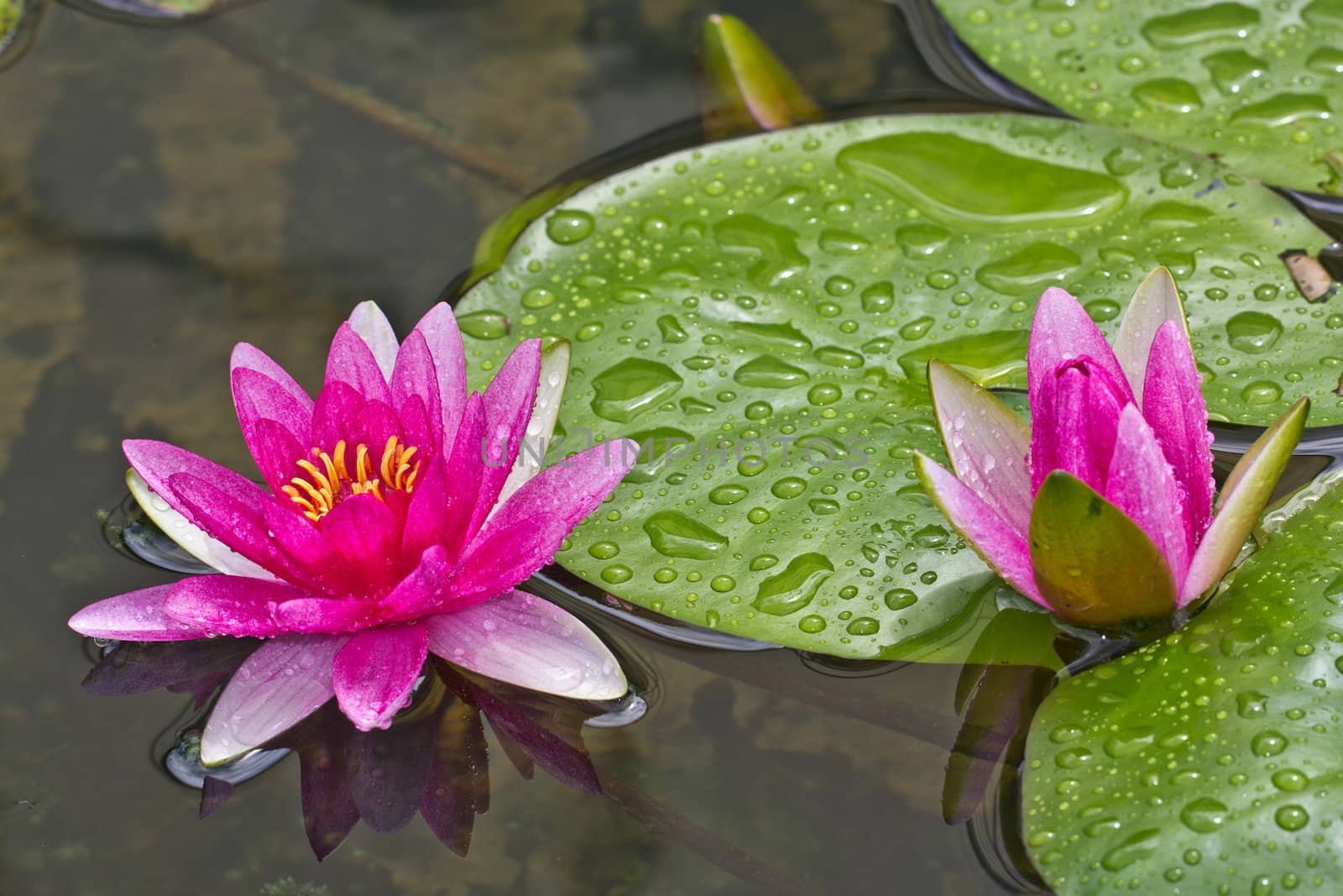 Blooming lotus in the basin after rained