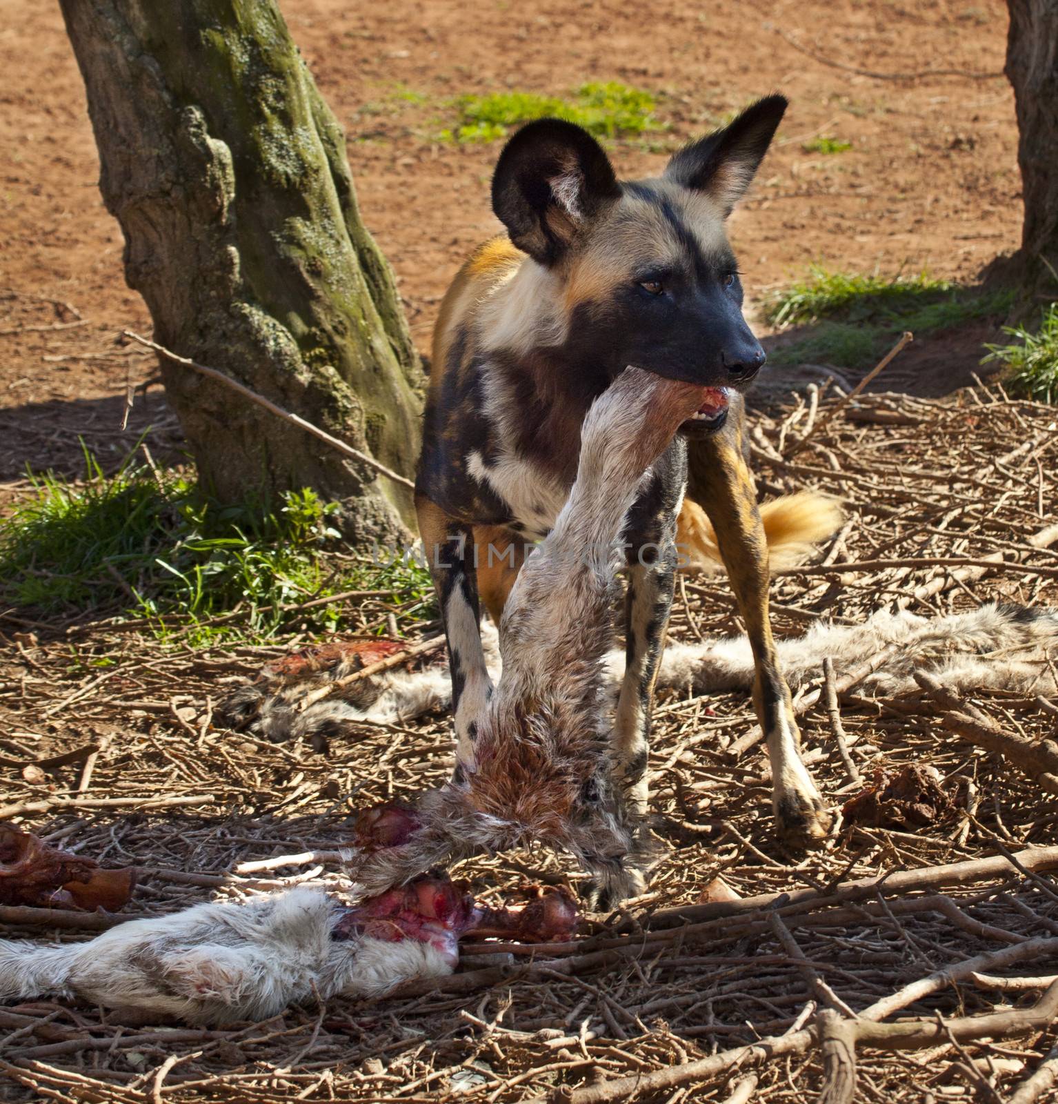 An African Wild Dog (Lycaon pictus) eating the leg of an antelope in the Savuti region of Botswana. It is also known as a Painted Wolf and is now an endangered species.