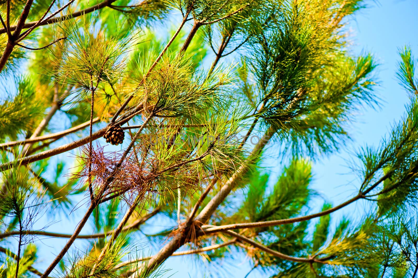 Pine branches against the blue sky by kosmsos111