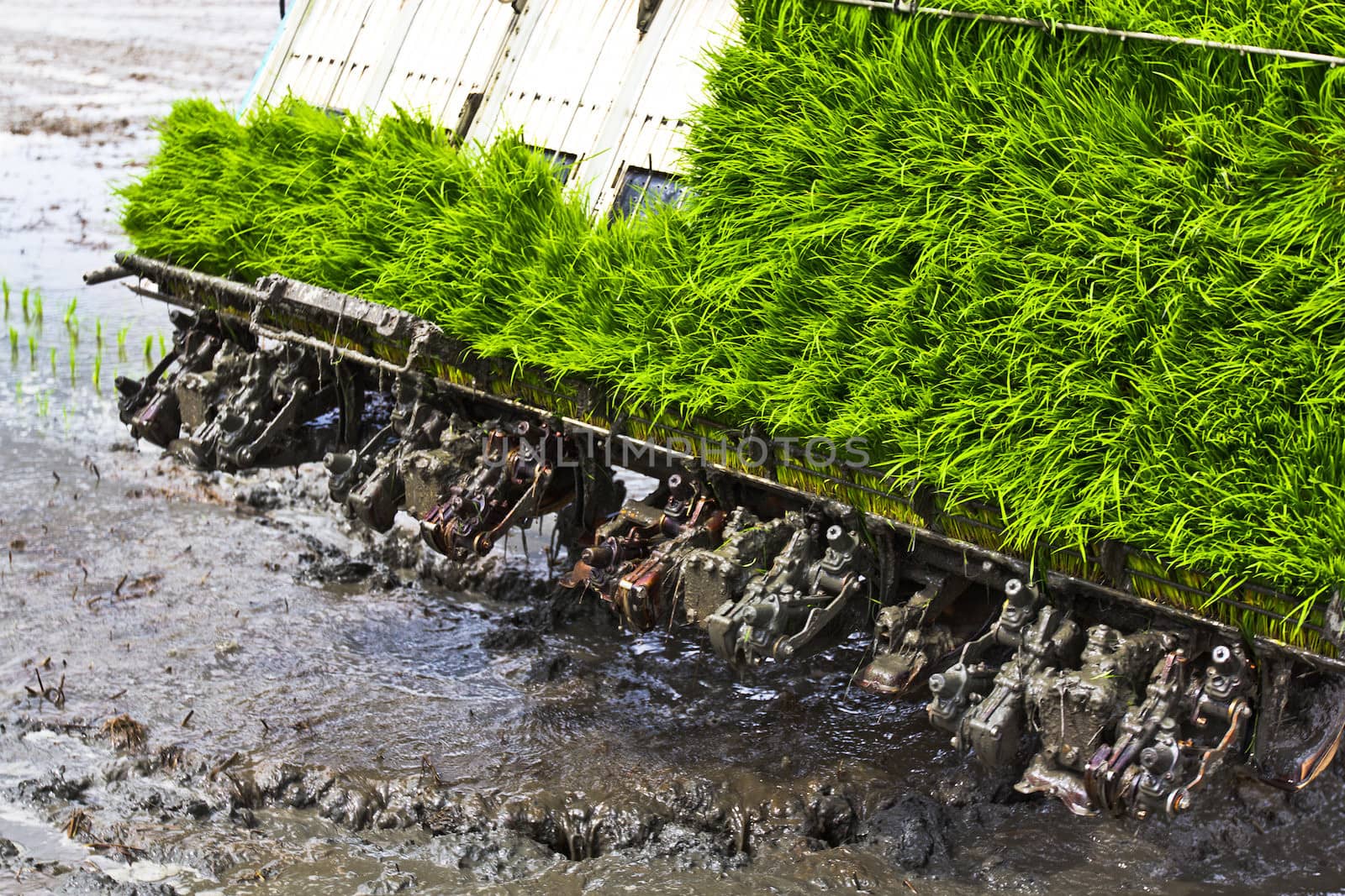 Rice field by narinbg