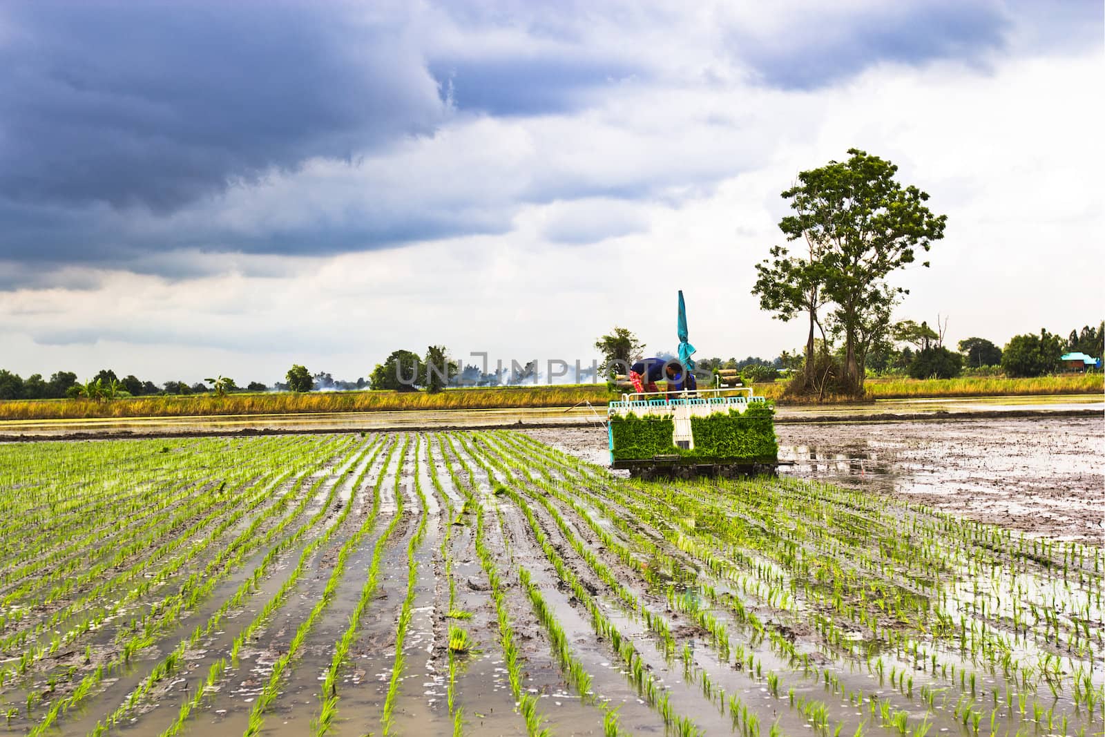 Rice field, the main agriculture of Thailand