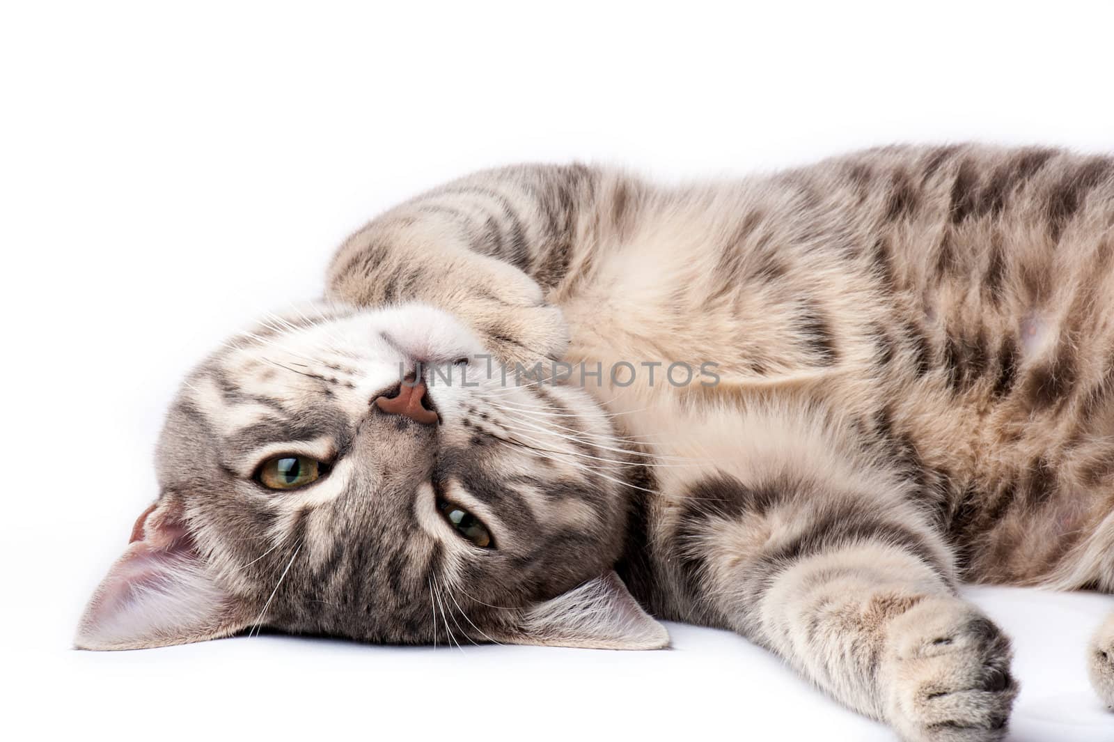Tabby cat relaxing by Viktorus