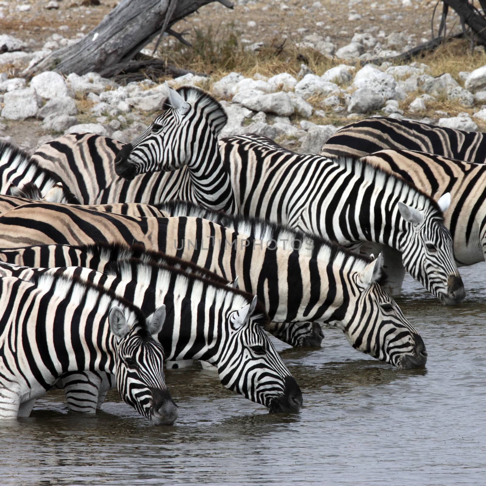 Zebra (equus quagga) drinking at a waterhole in Etosha National Park in Namibia.