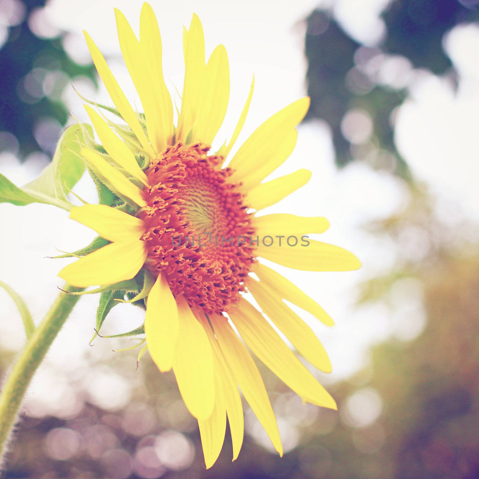 Close-up of sun flower with retro filter effect by nuchylee