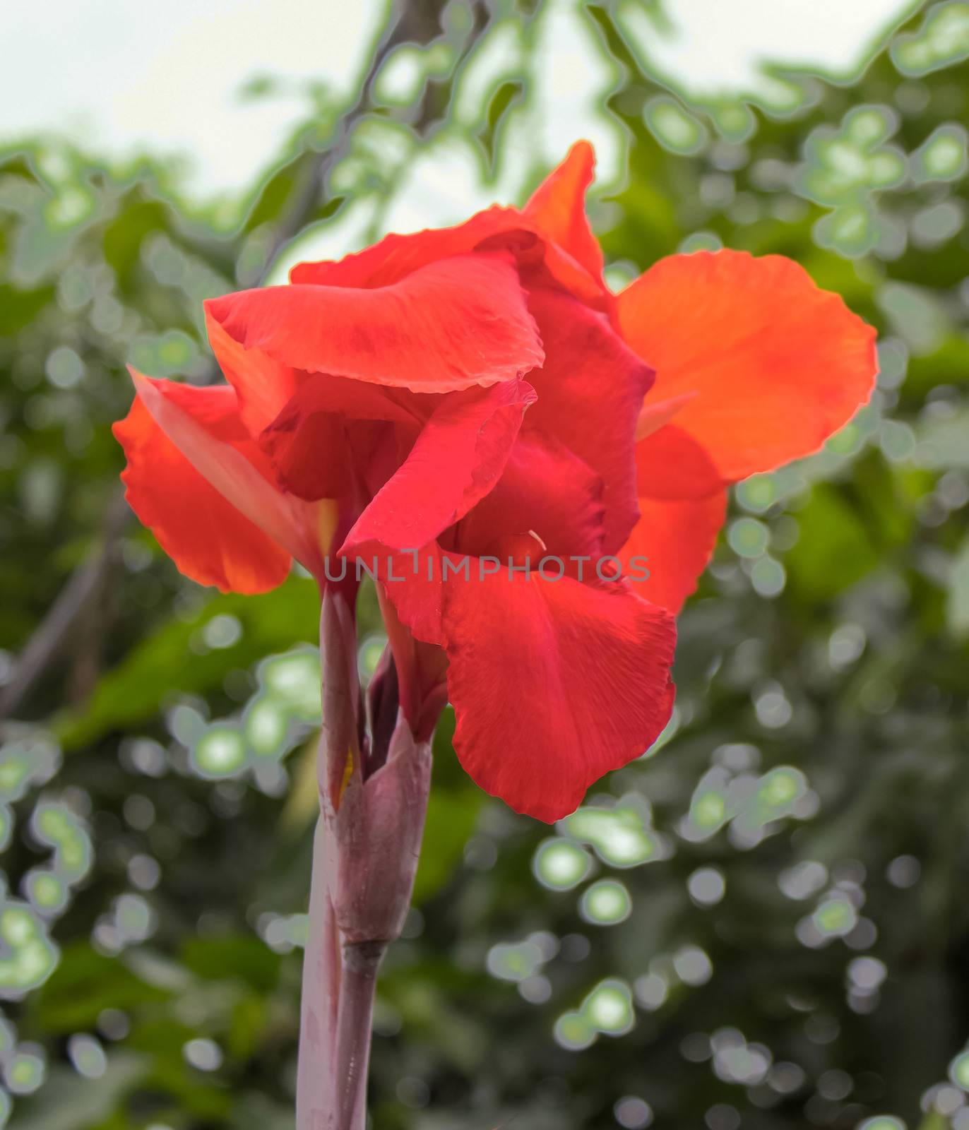 canna flowes on nature by sutipp11