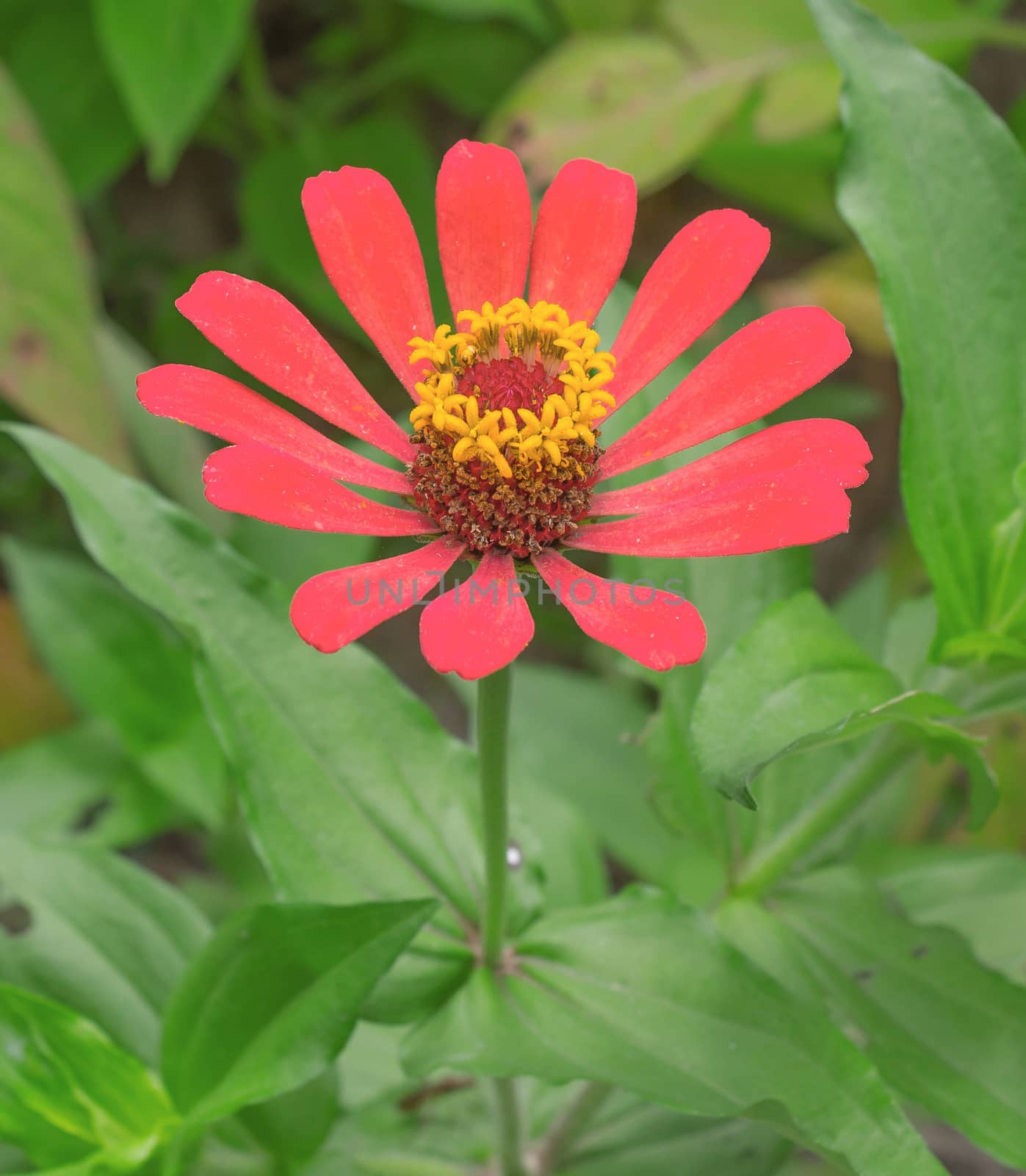 red Flower in the garden by sutipp11