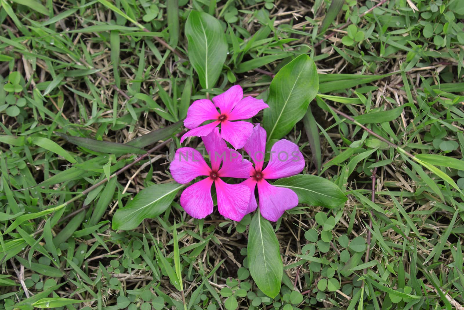 pink Flowers on the grass by sutipp11