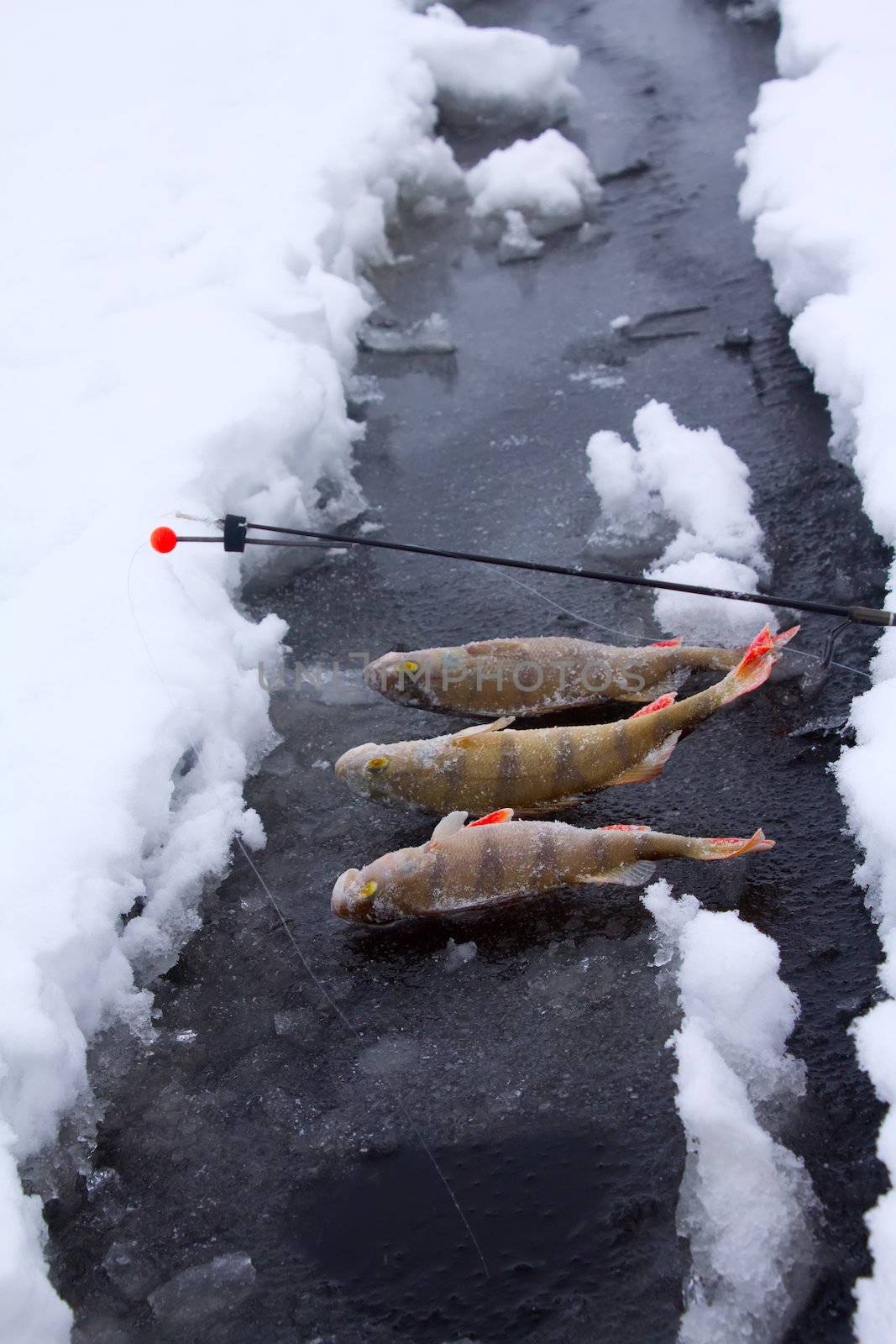 catching of a perch on lakes in the middle of the winter