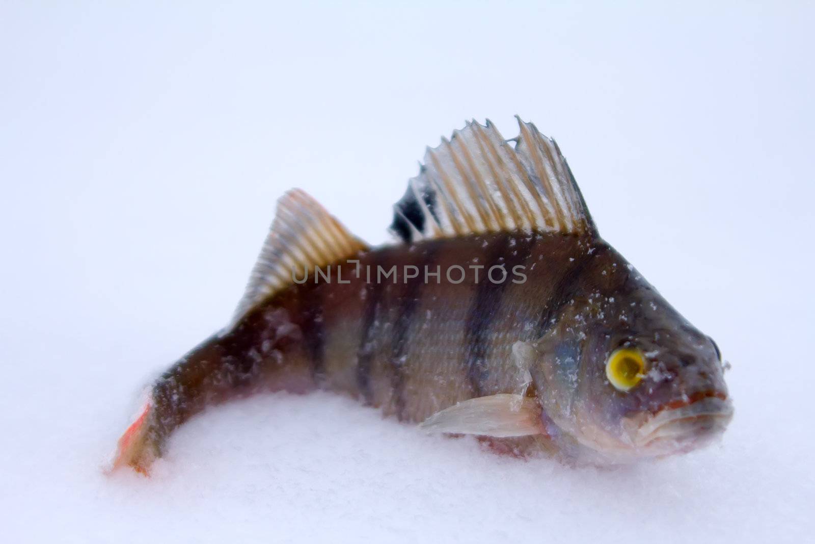 catching of a perch on lakes in the middle of the winter