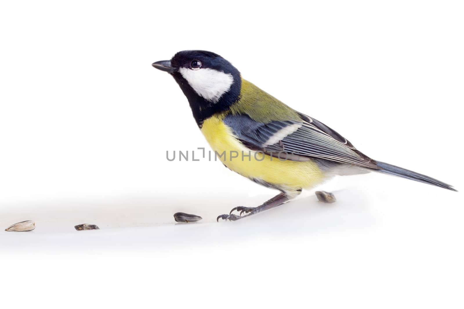 titmouse on a white background