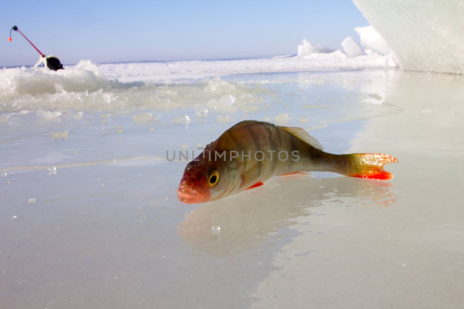 catching of a perch on lakes in the middle of the winter