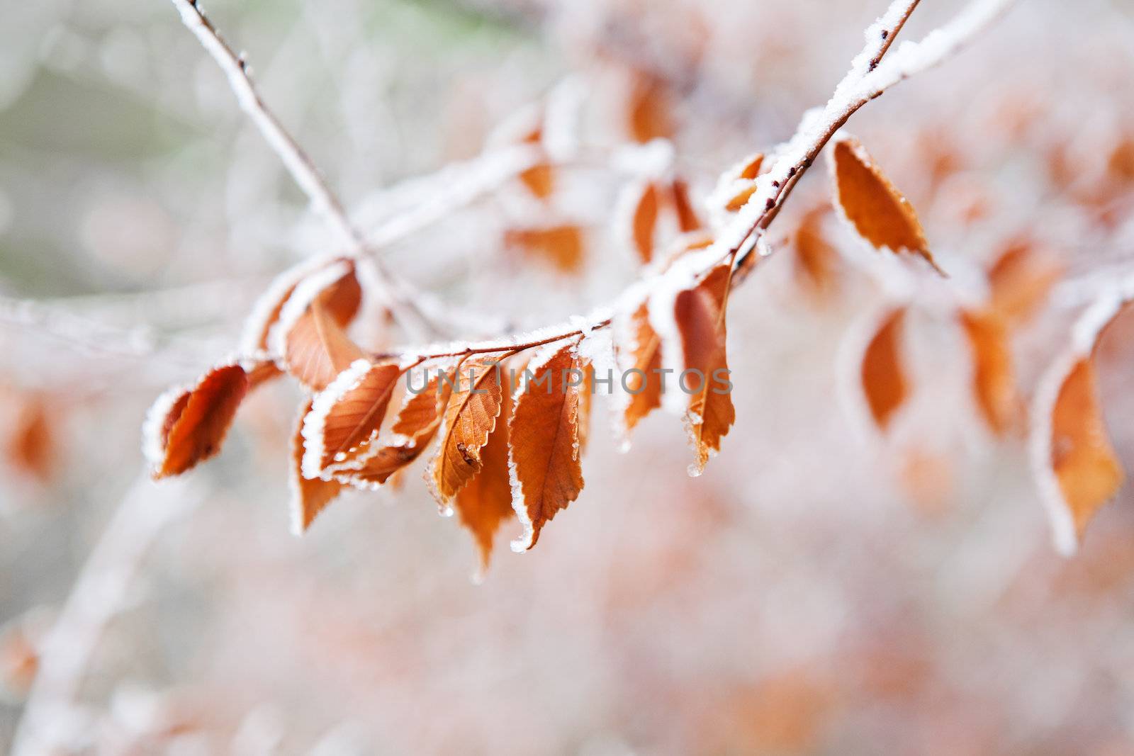 frozen leaves on the branch under the frost