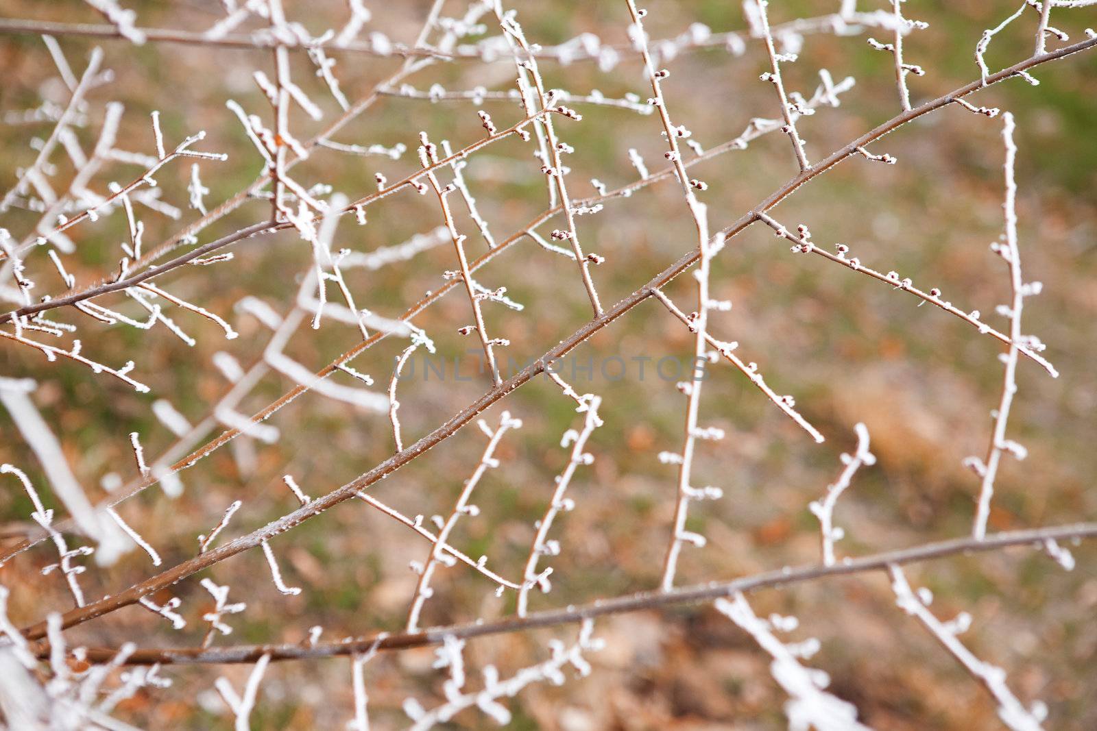 background of frozen leaves under the frost by vsurkov