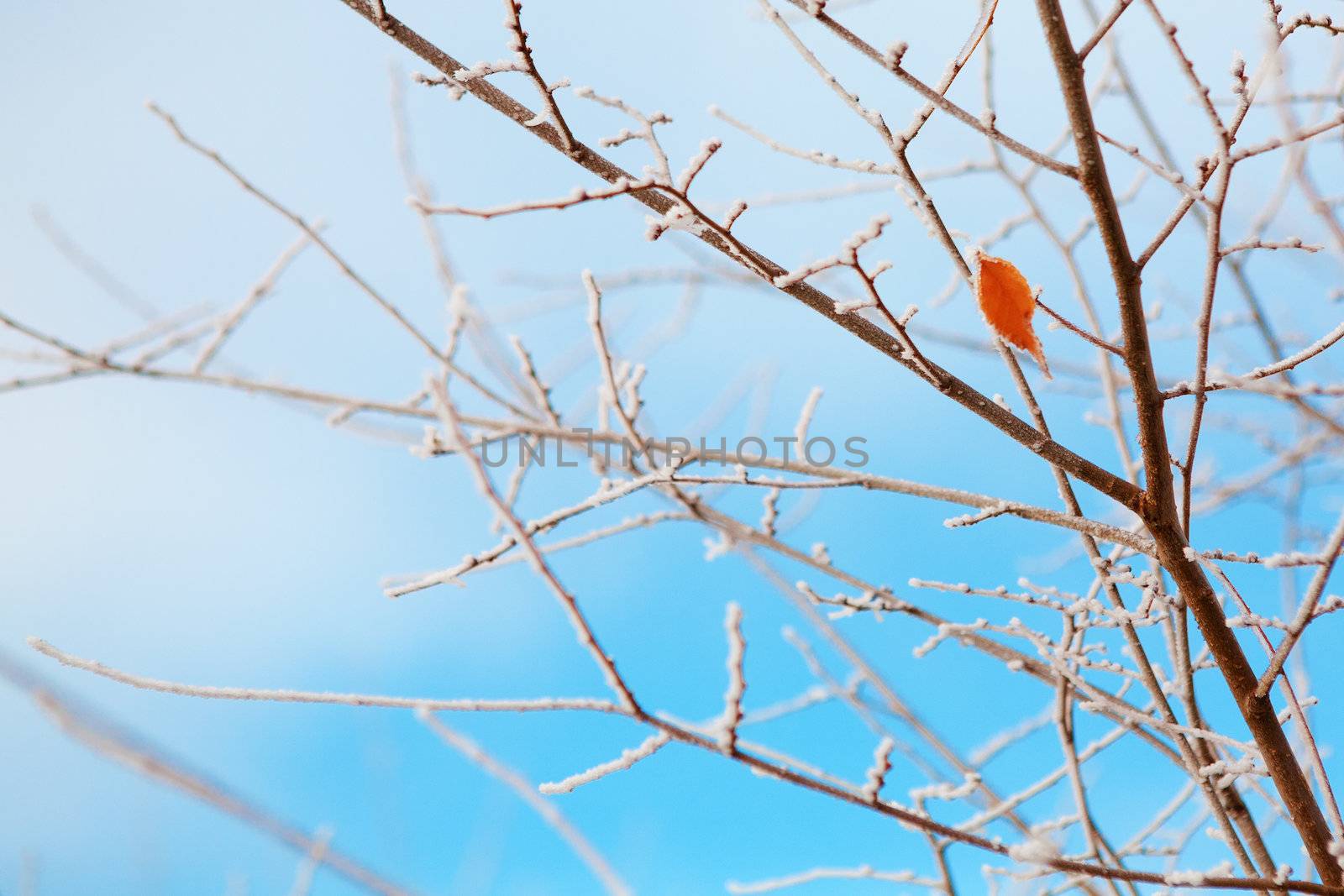 frozen branches and sky by vsurkov